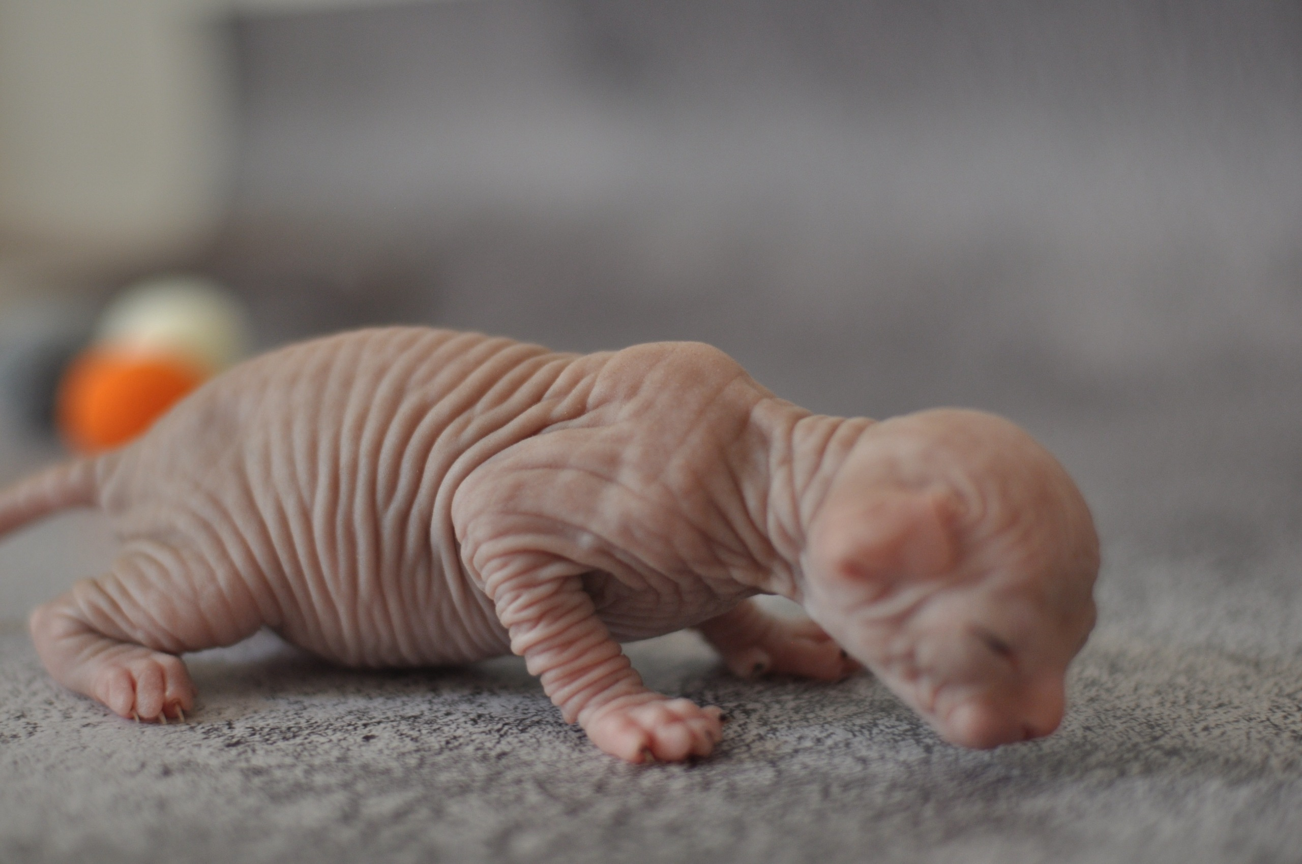 Our kittens. A cattery of Canadian Sphynx breed, located in Limassol, Cyprus