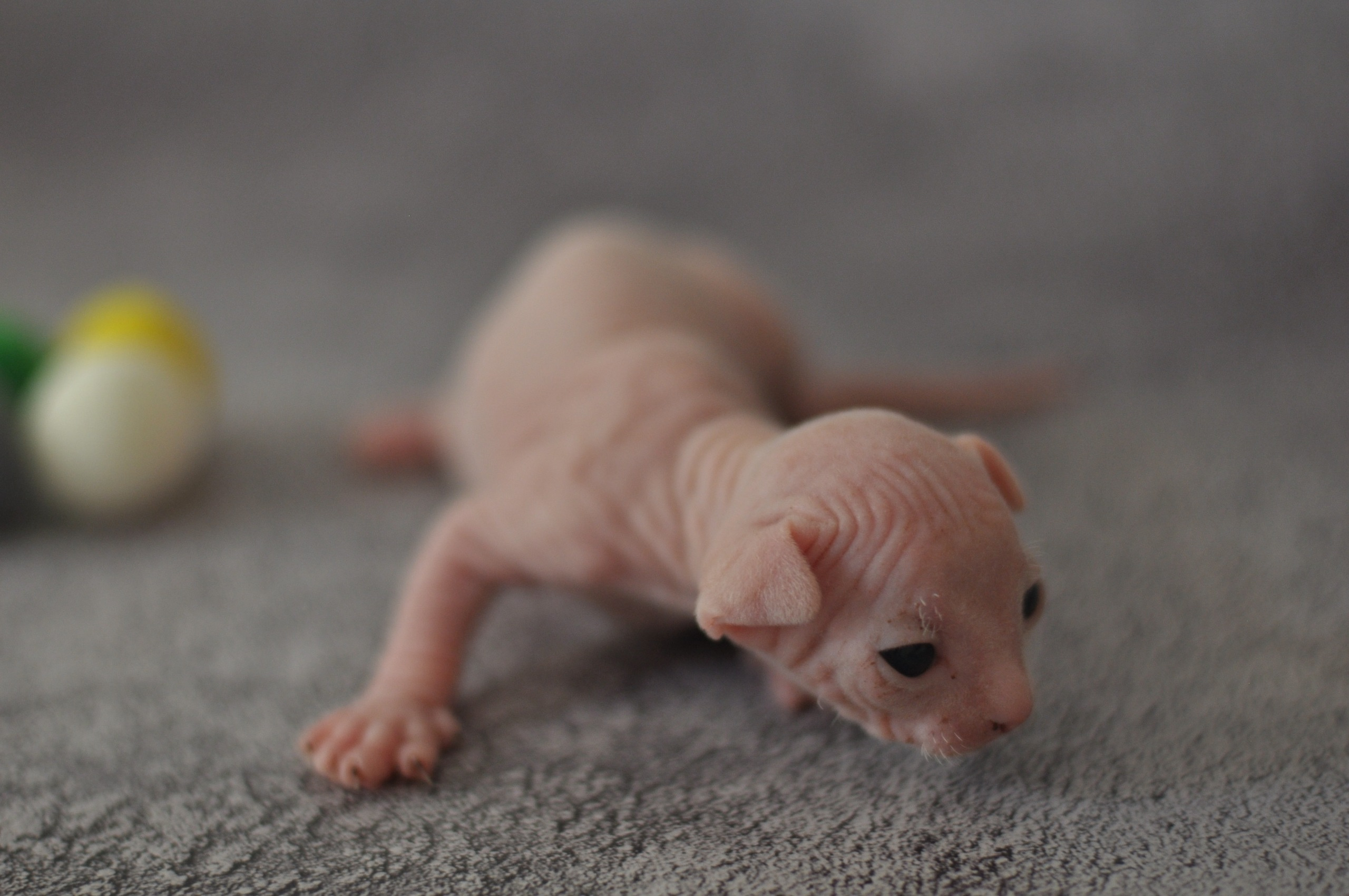 Our kittens. A cattery of Canadian Sphynx breed, located in Limassol, Cyprus