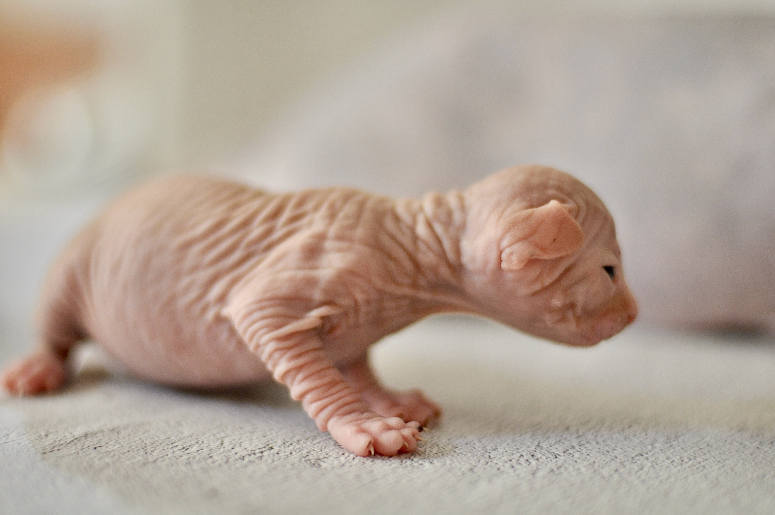 Our kittens. A cattery of Canadian Sphynx breed, located in Limassol, Cyprus