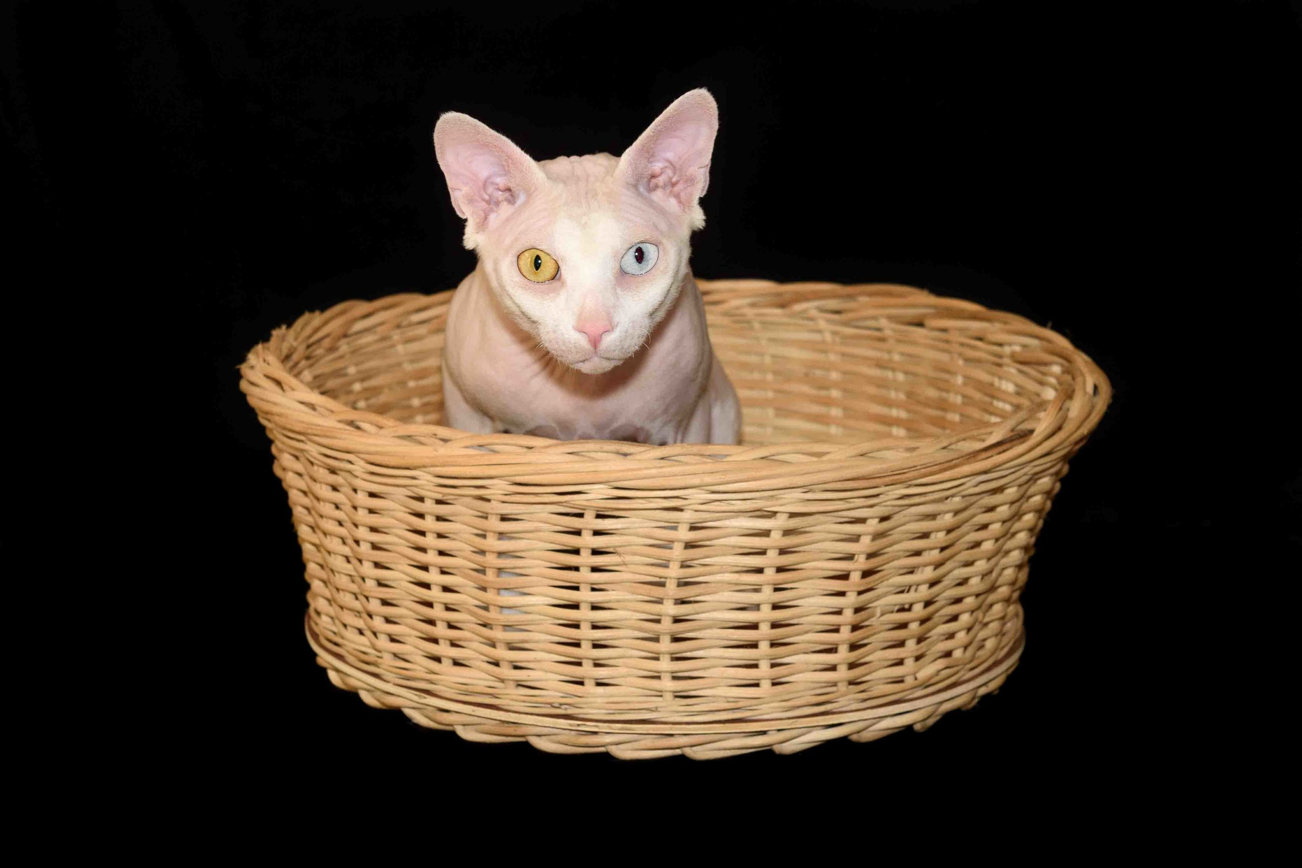 Our stud male - father of our kittens - Tulyn Glamour. A cattery of Canadian Sphynx breed, located in Limassol, Cyprus