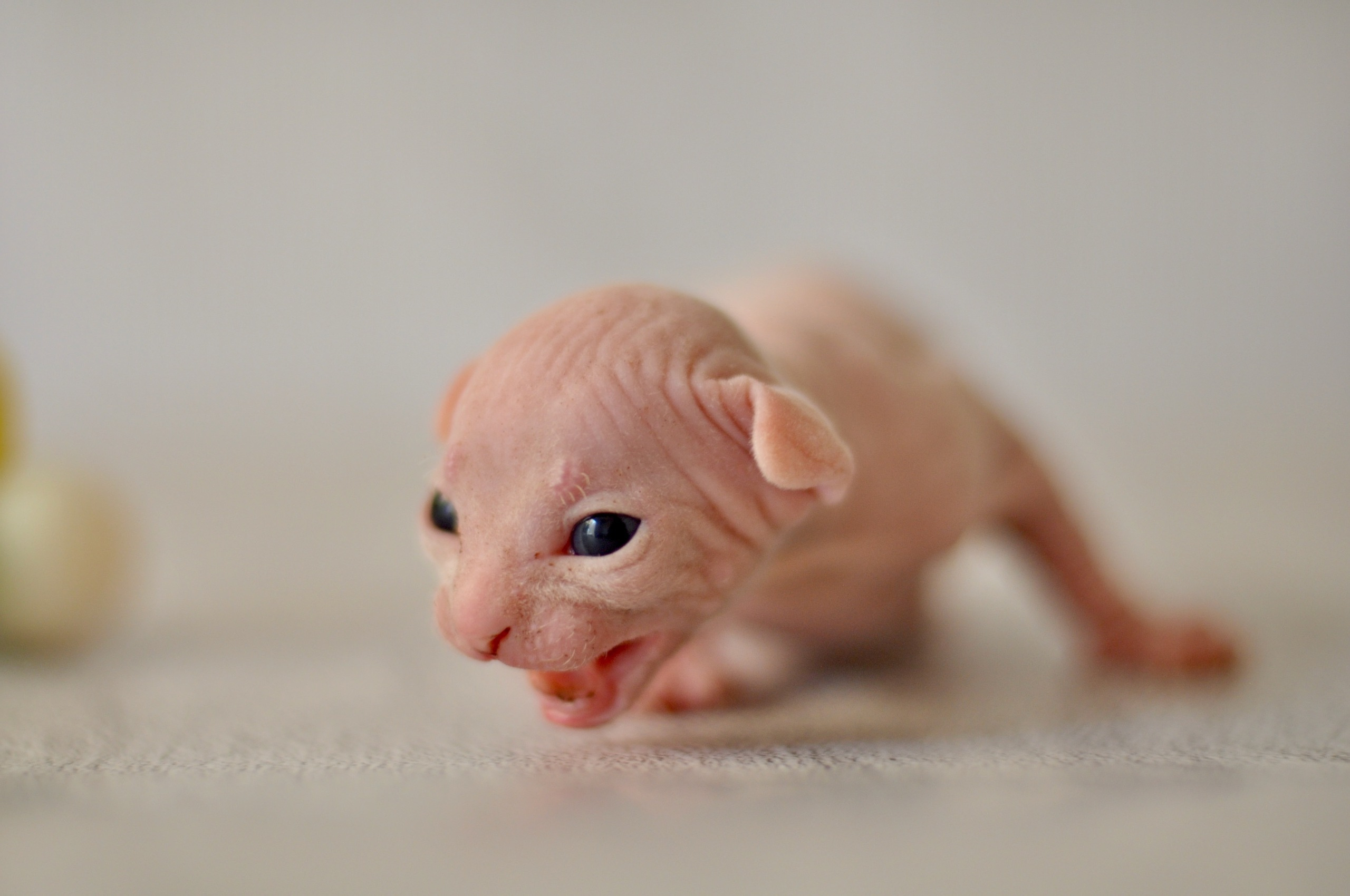 Our kittens. A cattery of Canadian Sphynx breed, located in Limassol, Cyprus