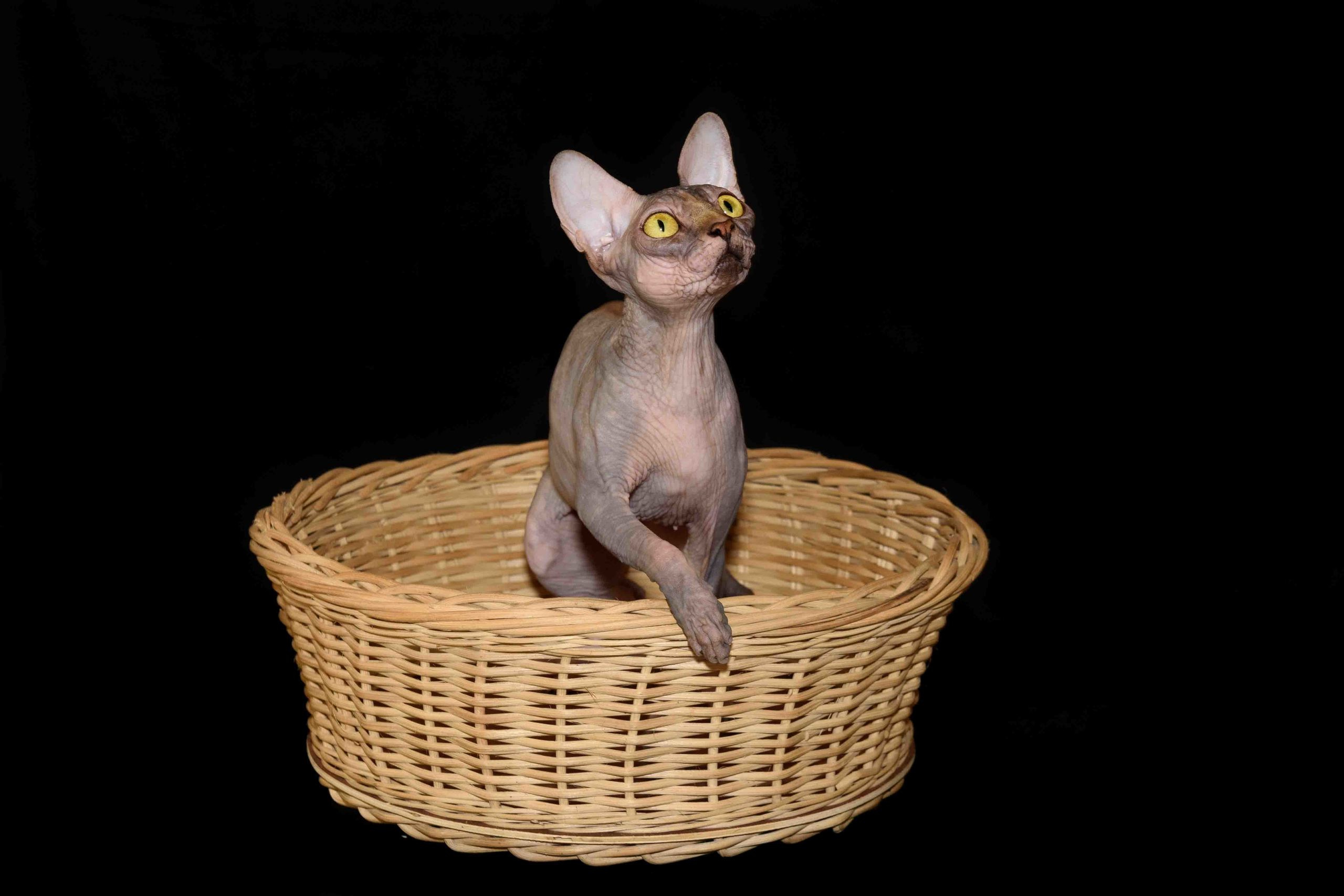 Our Queen - mother of our kittens - Joser D'akota. Εκτροφείο γάτες Σφίγγα στην Λεμεσό, Κύπρος