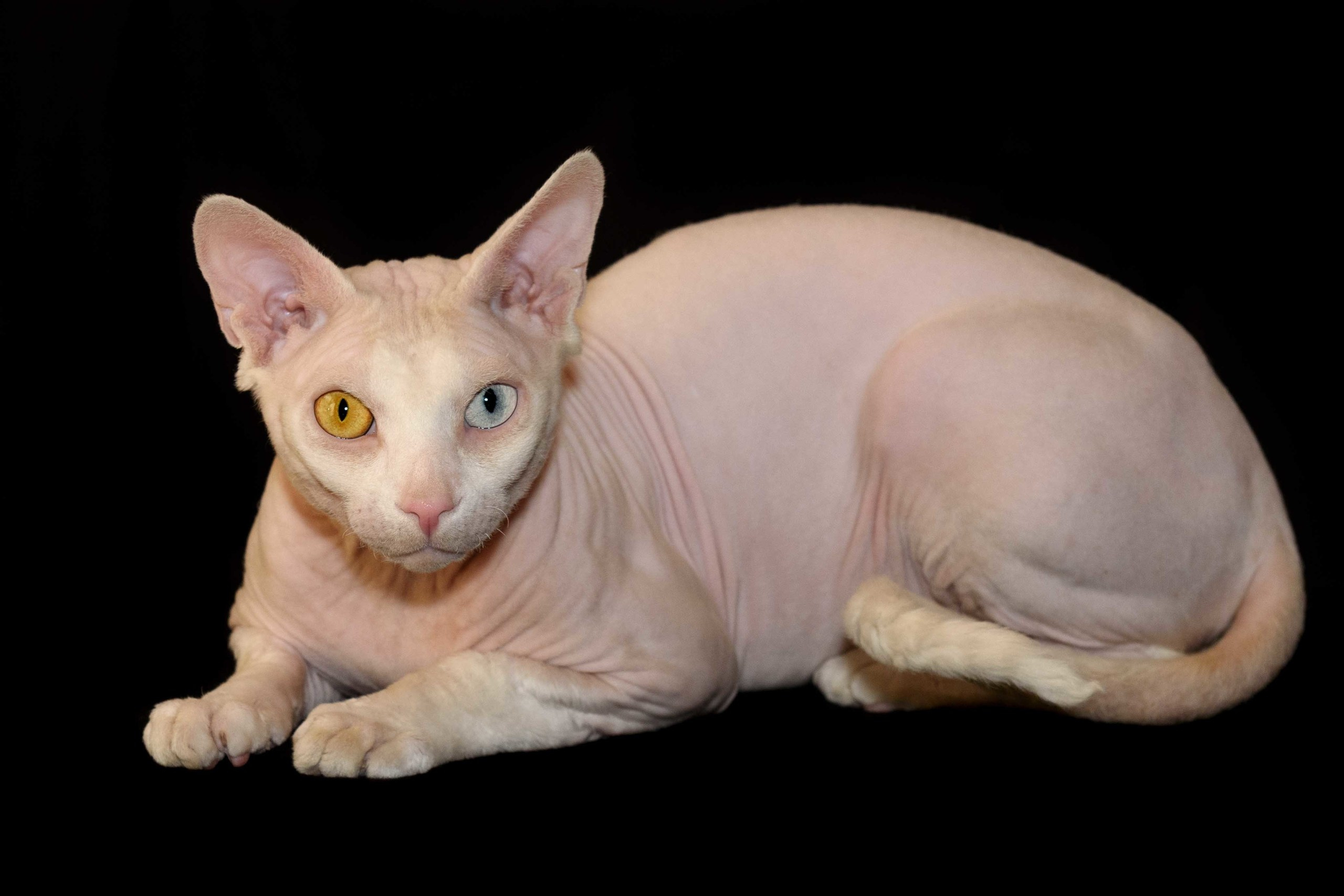Our stud male - father of our kittens - Tulyn Glamour. A cattery of Canadian Sphynx breed, located in Limassol, Cyprus