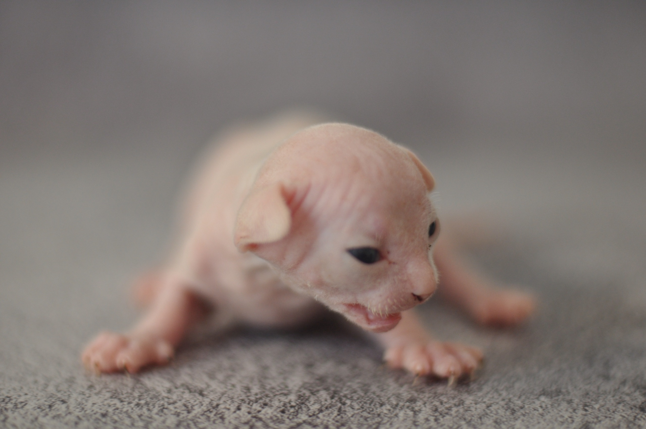 Our kittens. A cattery of Canadian Sphynx breed, located in Limassol, Cyprus