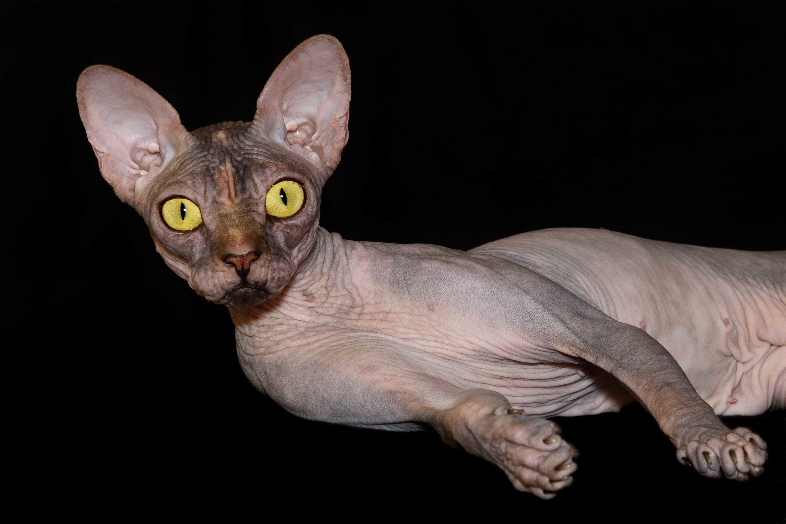 Our Queen - mother of our kittens - Joser D'akota. Εκτροφείο γάτες Σφίγγα στην Λεμεσό, Κύπρος