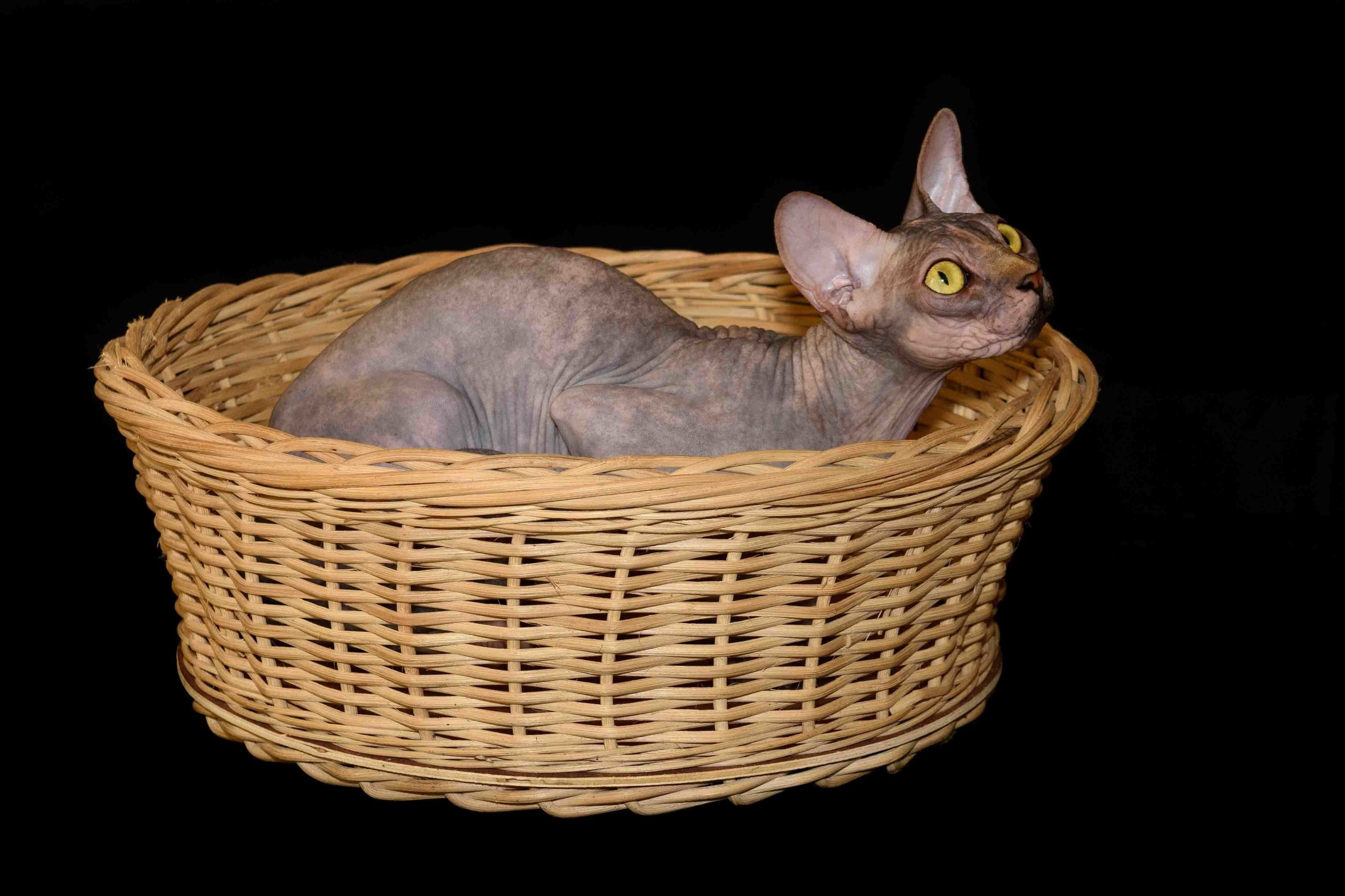 Our Queen - mother of our kittens - Joser D'akota. Εκτροφείο γάτες Σφίγγα στην Λεμεσό, Κύπρος