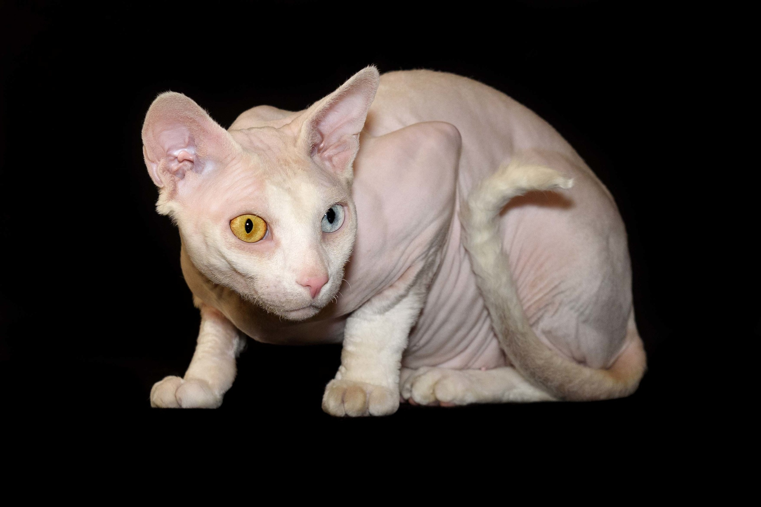 Our stud male - father of our kittens - Tulyn Glamour. A cattery of Canadian Sphynx breed, located in Limassol, Cyprus