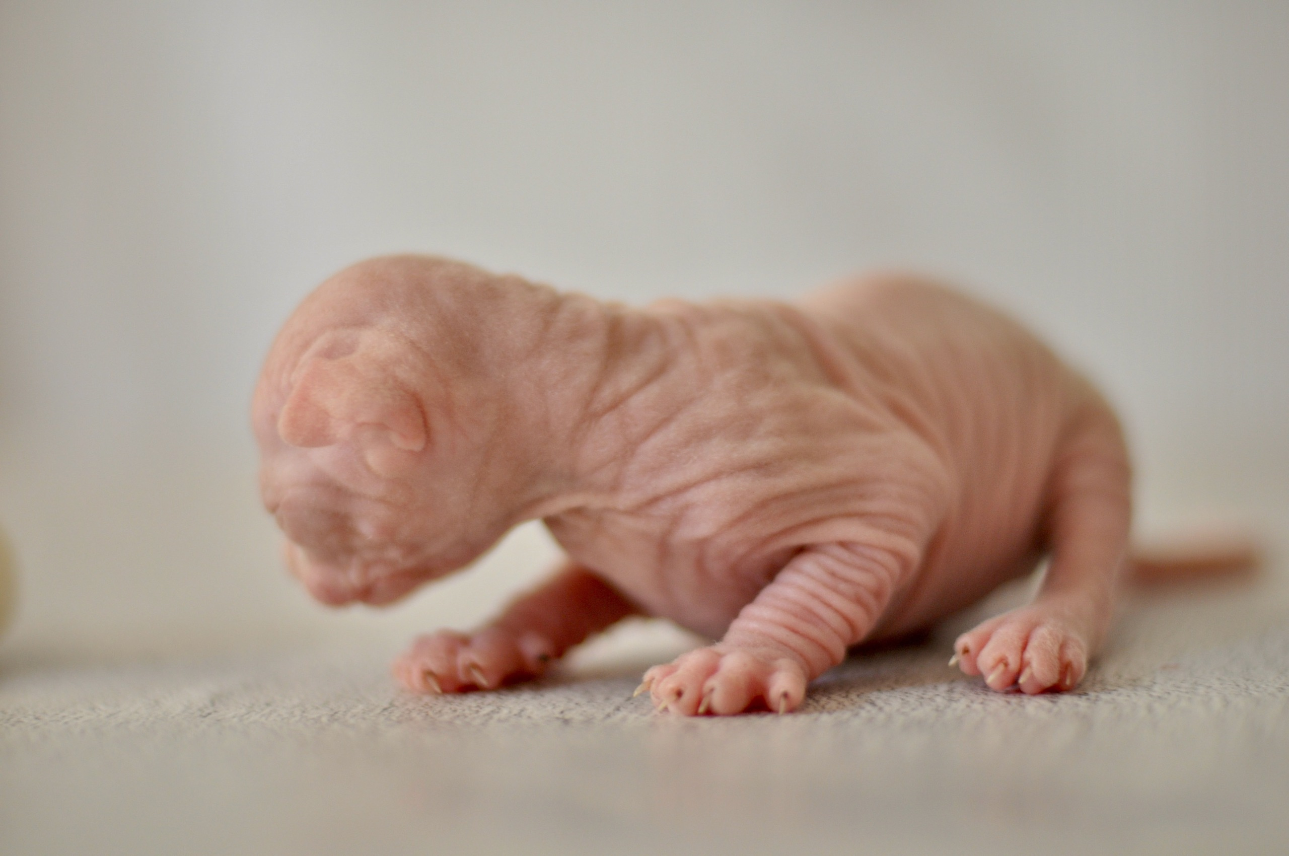 Our kittens. A cattery of Canadian Sphynx breed, located in Limassol, Cyprus