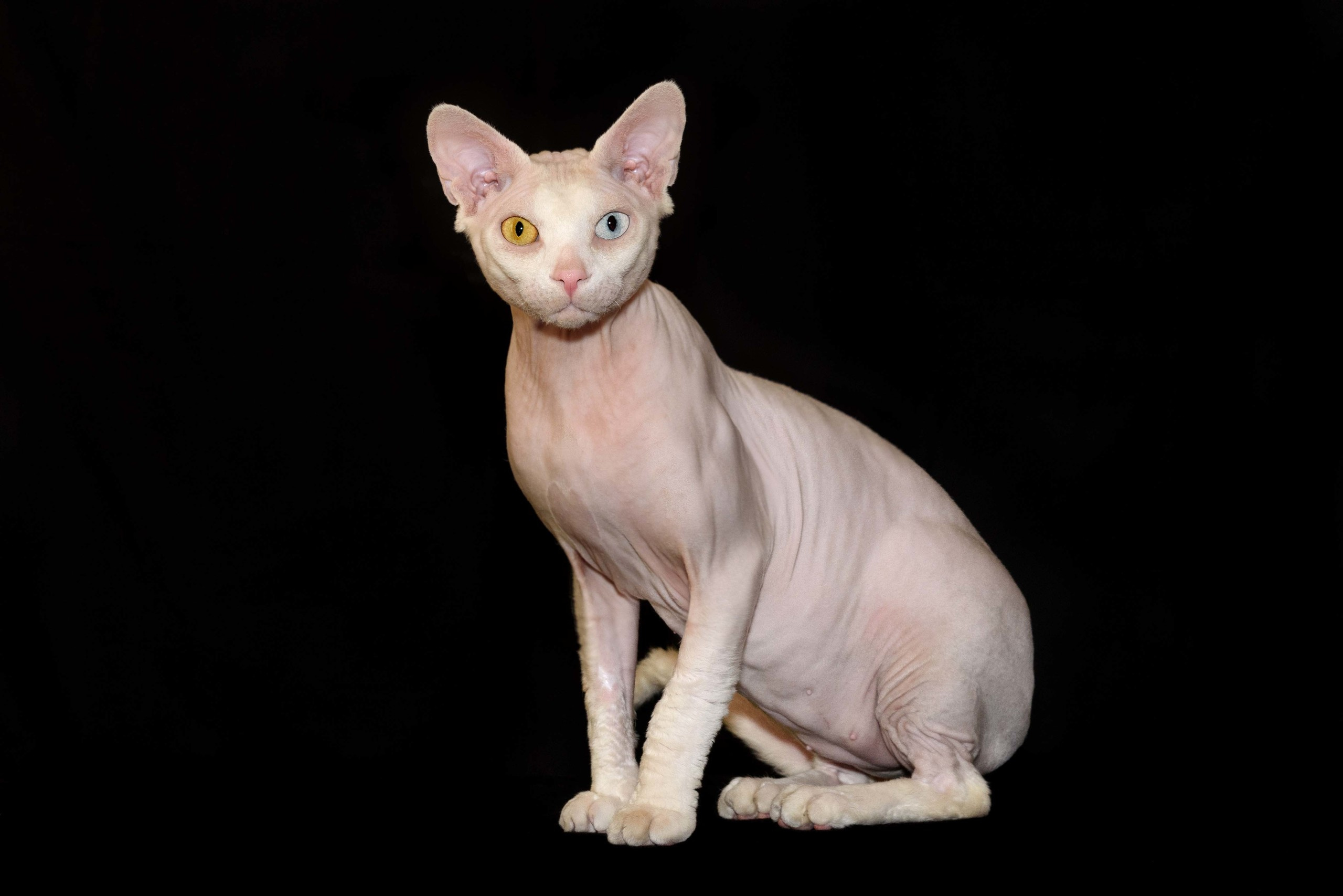 Our stud male - father of our kittens - Tulyn Glamour. A cattery of Canadian Sphynx breed, located in Limassol, Cyprus