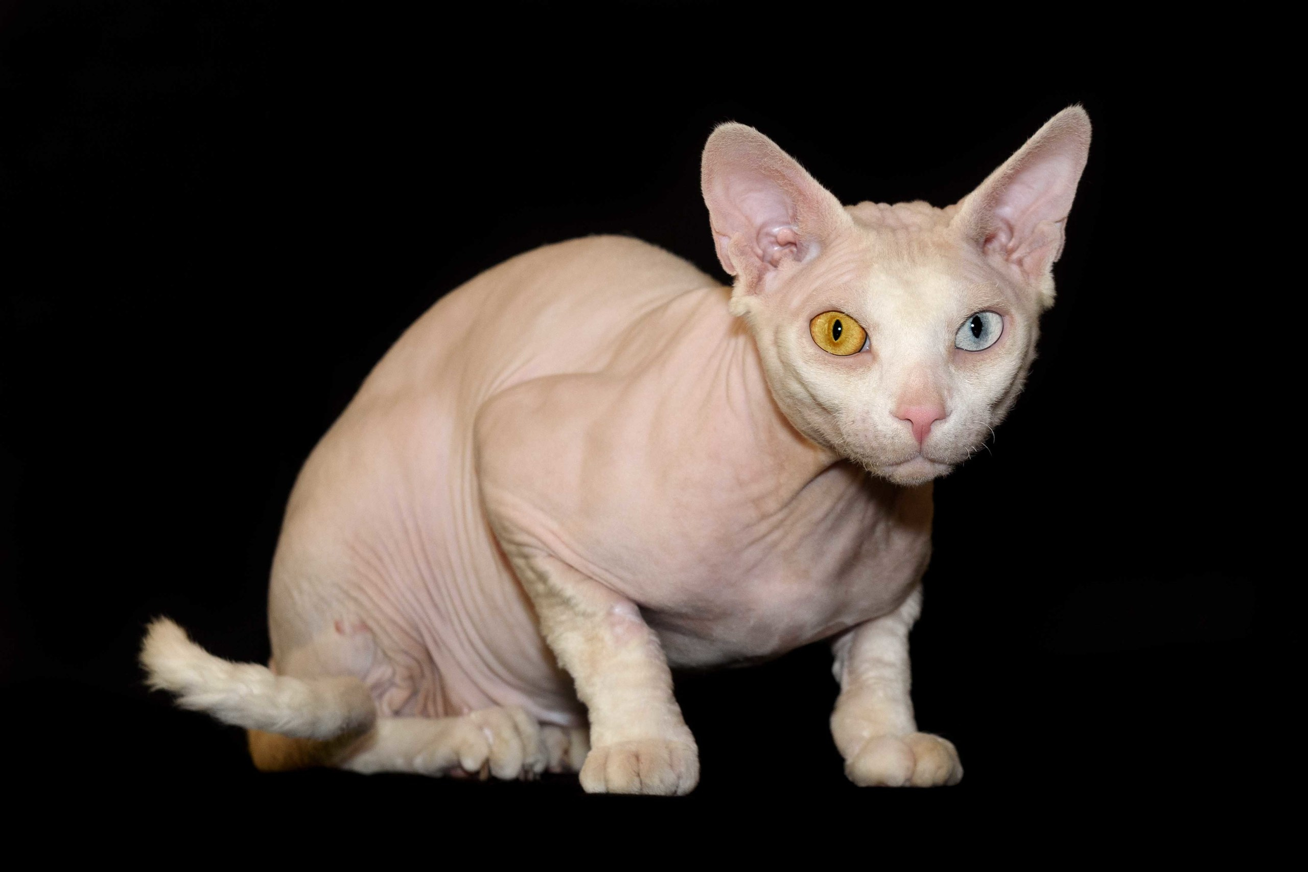 Our stud male - father of our kittens - Tulyn Glamour. A cattery of Canadian Sphynx breed, located in Limassol, Cyprus