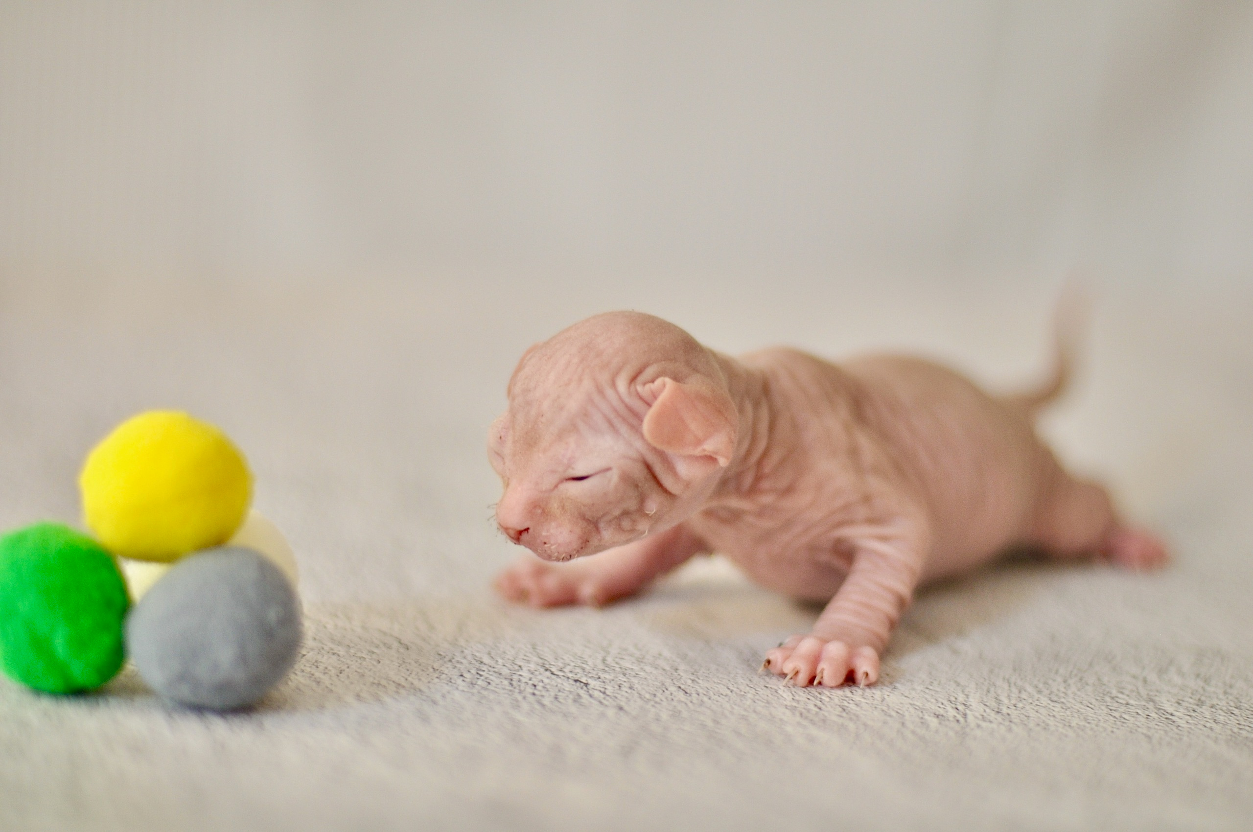 Our kittens. A cattery of Canadian Sphynx breed, located in Limassol, Cyprus