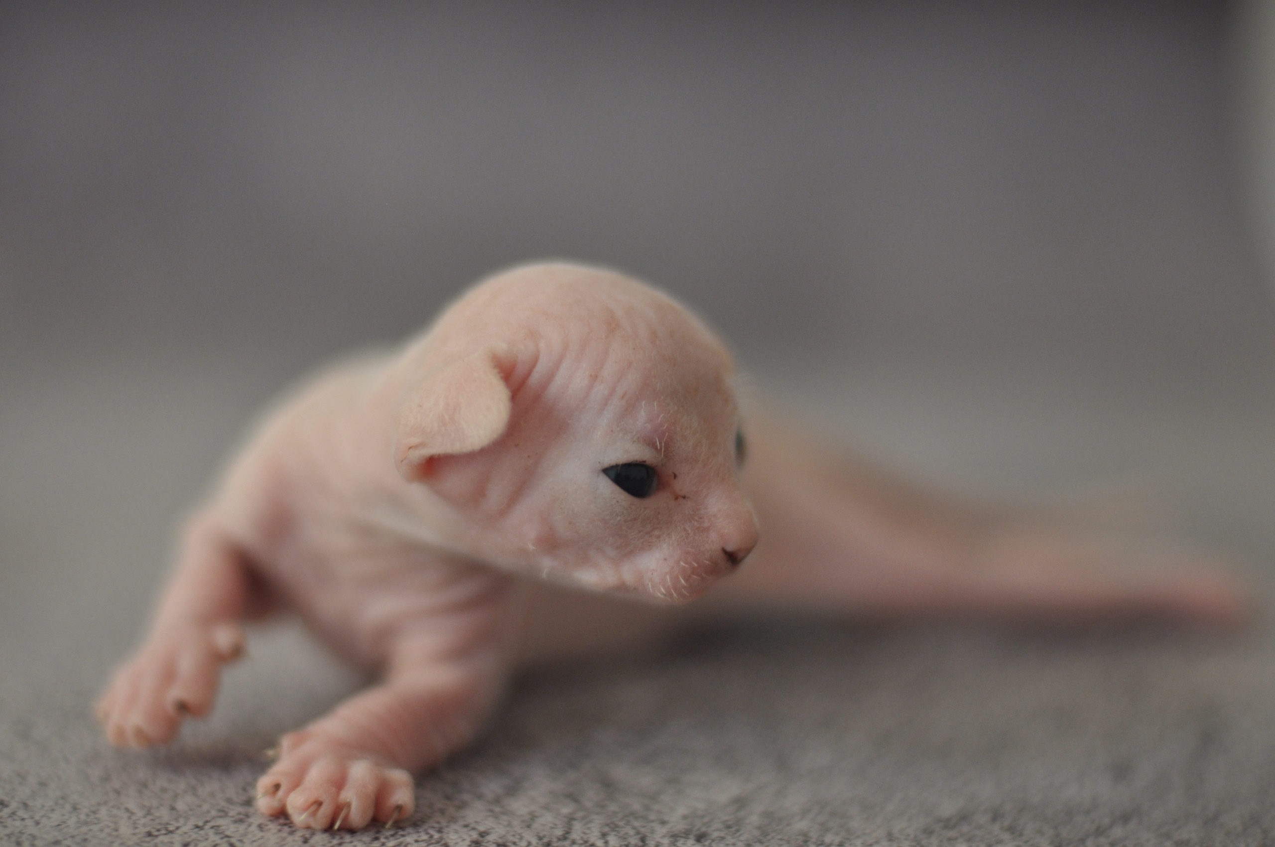 Our kittens. A cattery of Canadian Sphynx breed, located in Limassol, Cyprus