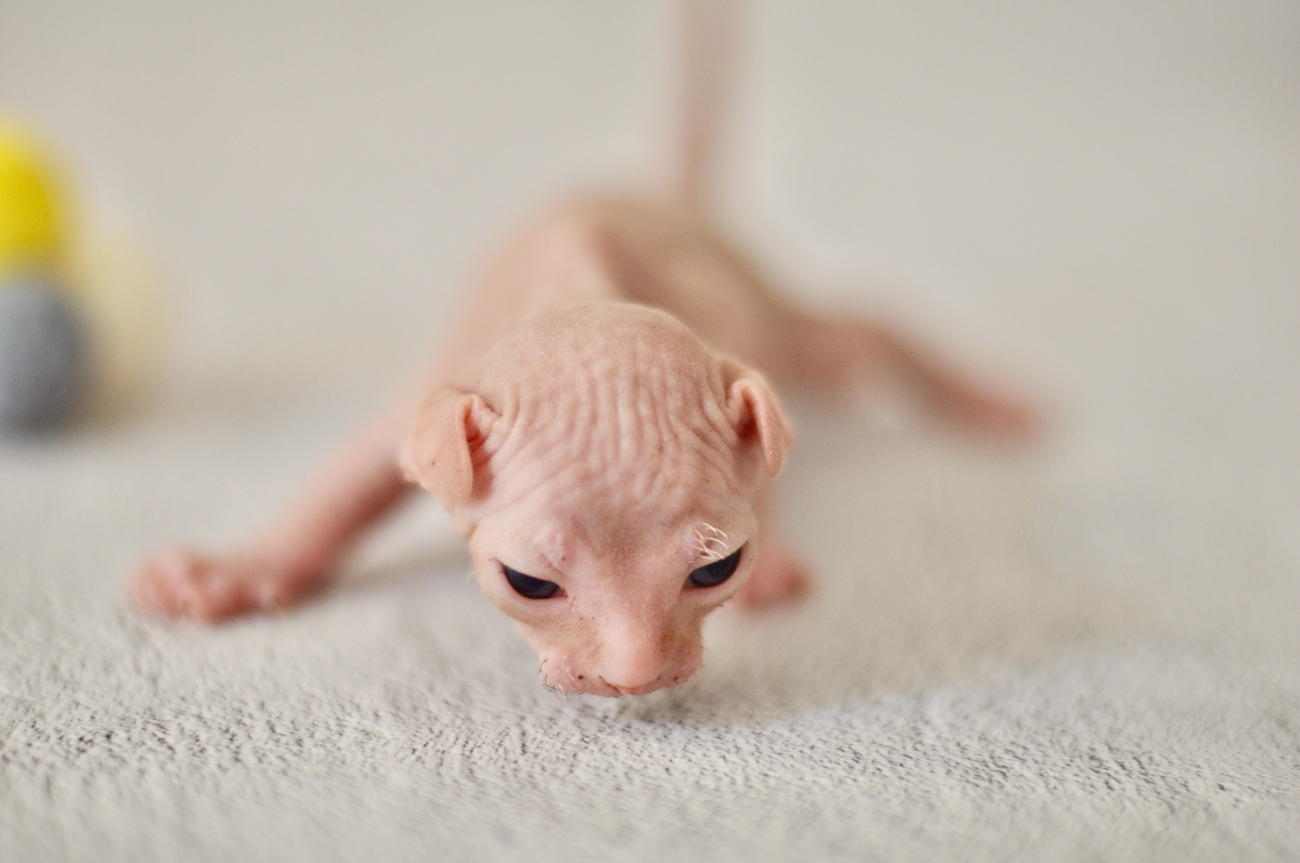 Our kittens. A cattery of Canadian Sphynx breed, located in Limassol, Cyprus