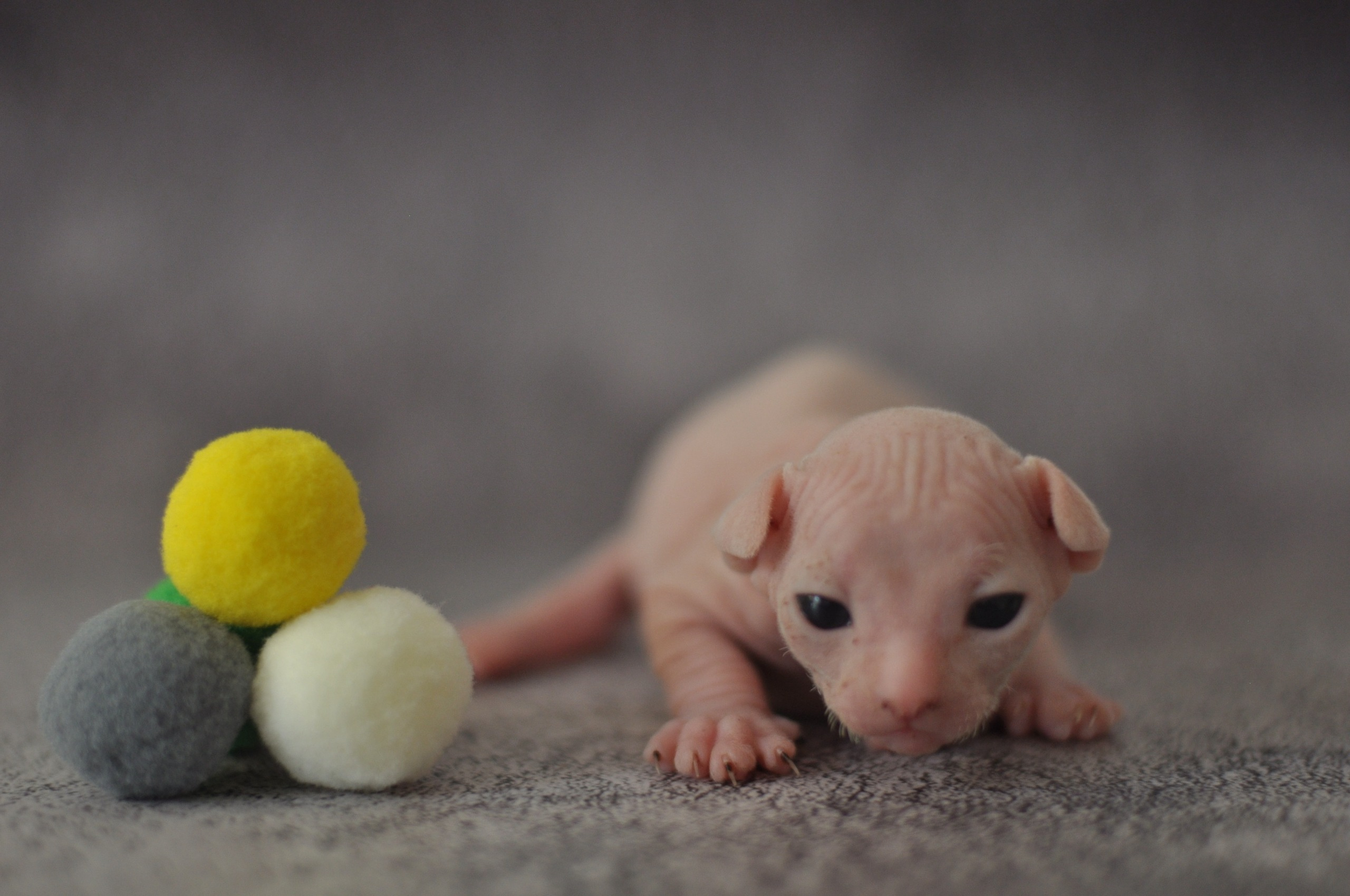 Our kittens. A cattery of Canadian Sphynx breed, located in Limassol, Cyprus