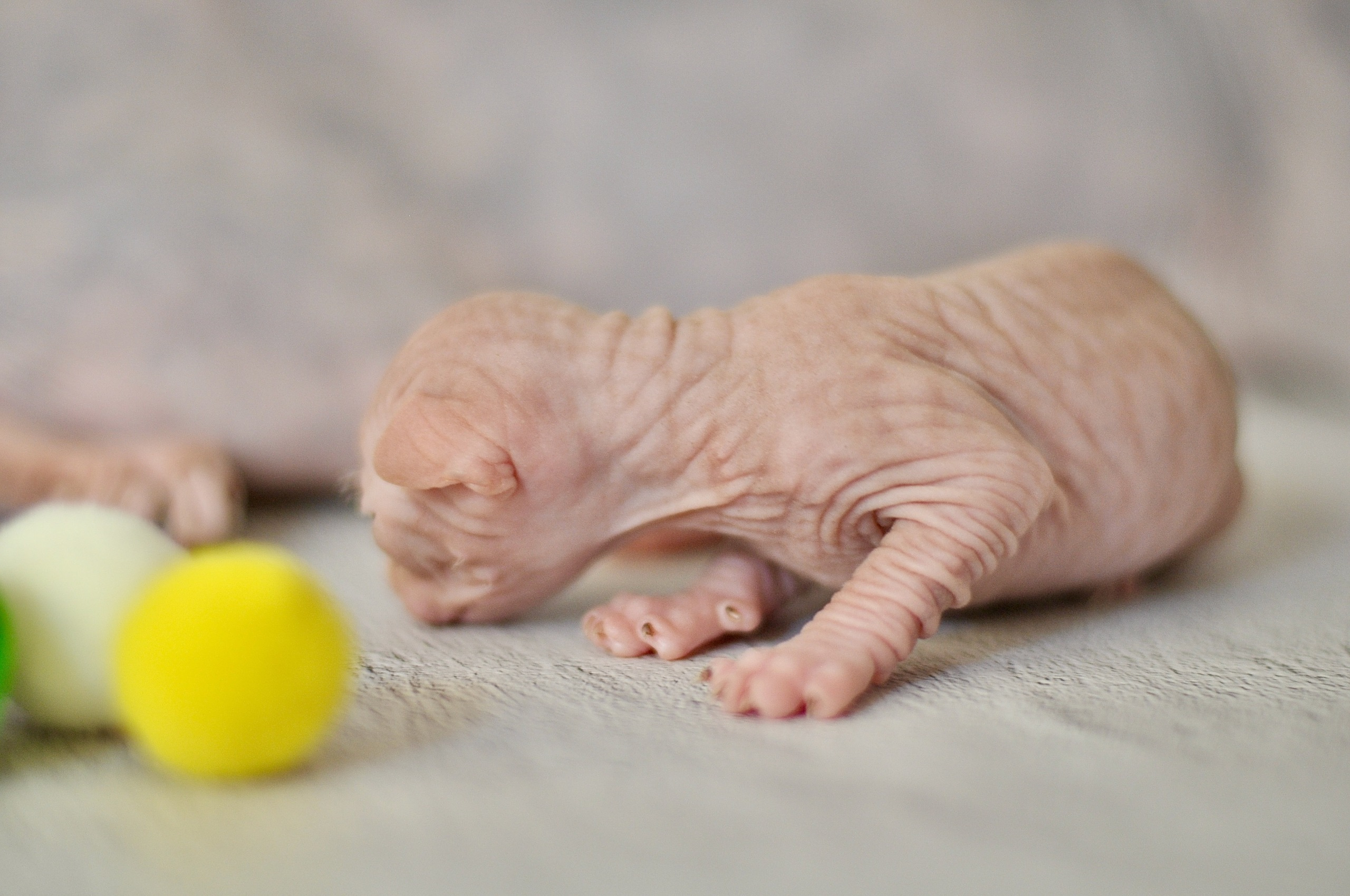 Our kittens. A cattery of Canadian Sphynx breed, located in Limassol, Cyprus