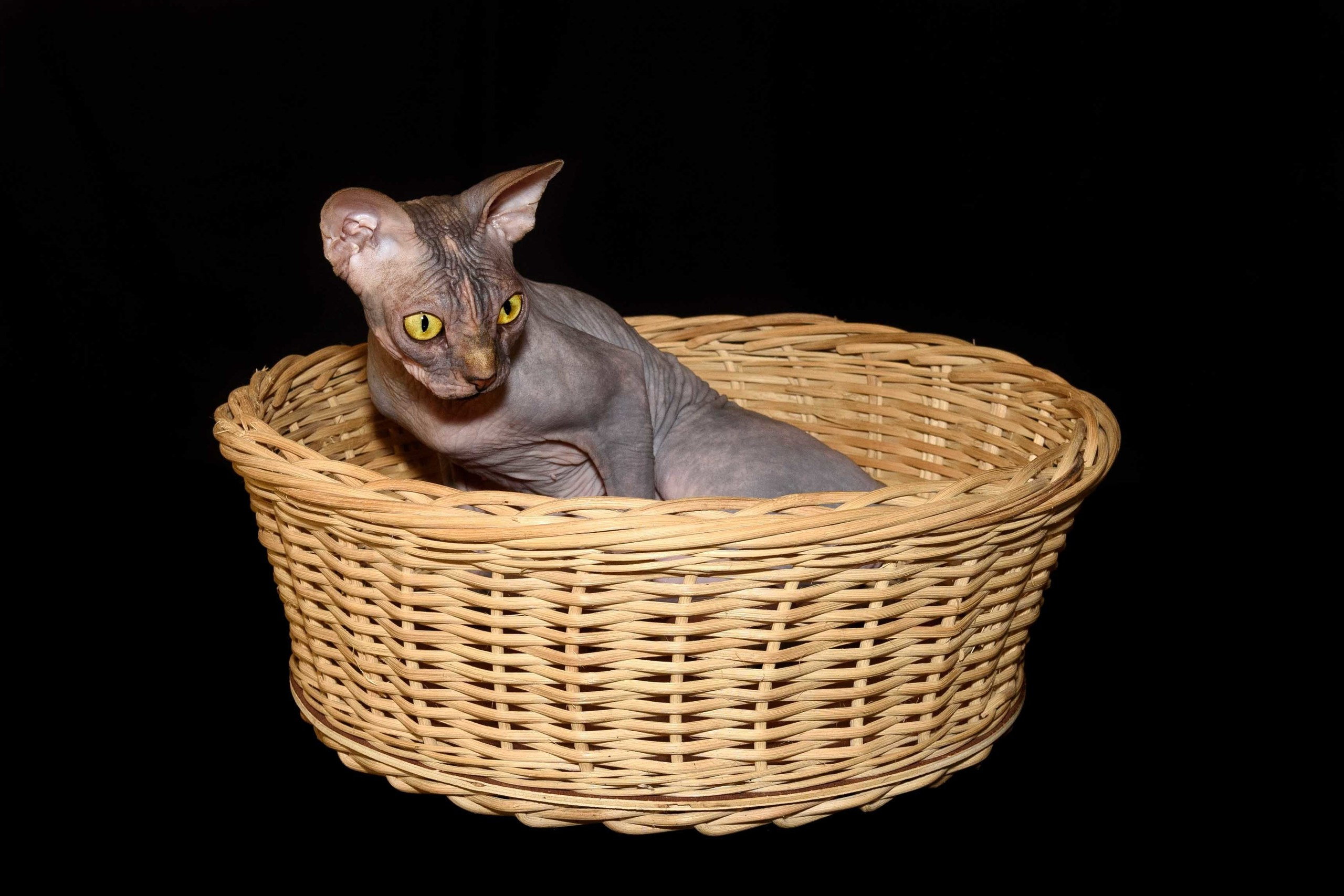 Our Queen - mother of our kittens - Joser D'akota. Εκτροφείο γάτες Σφίγγα στην Λεμεσό, Κύπρος