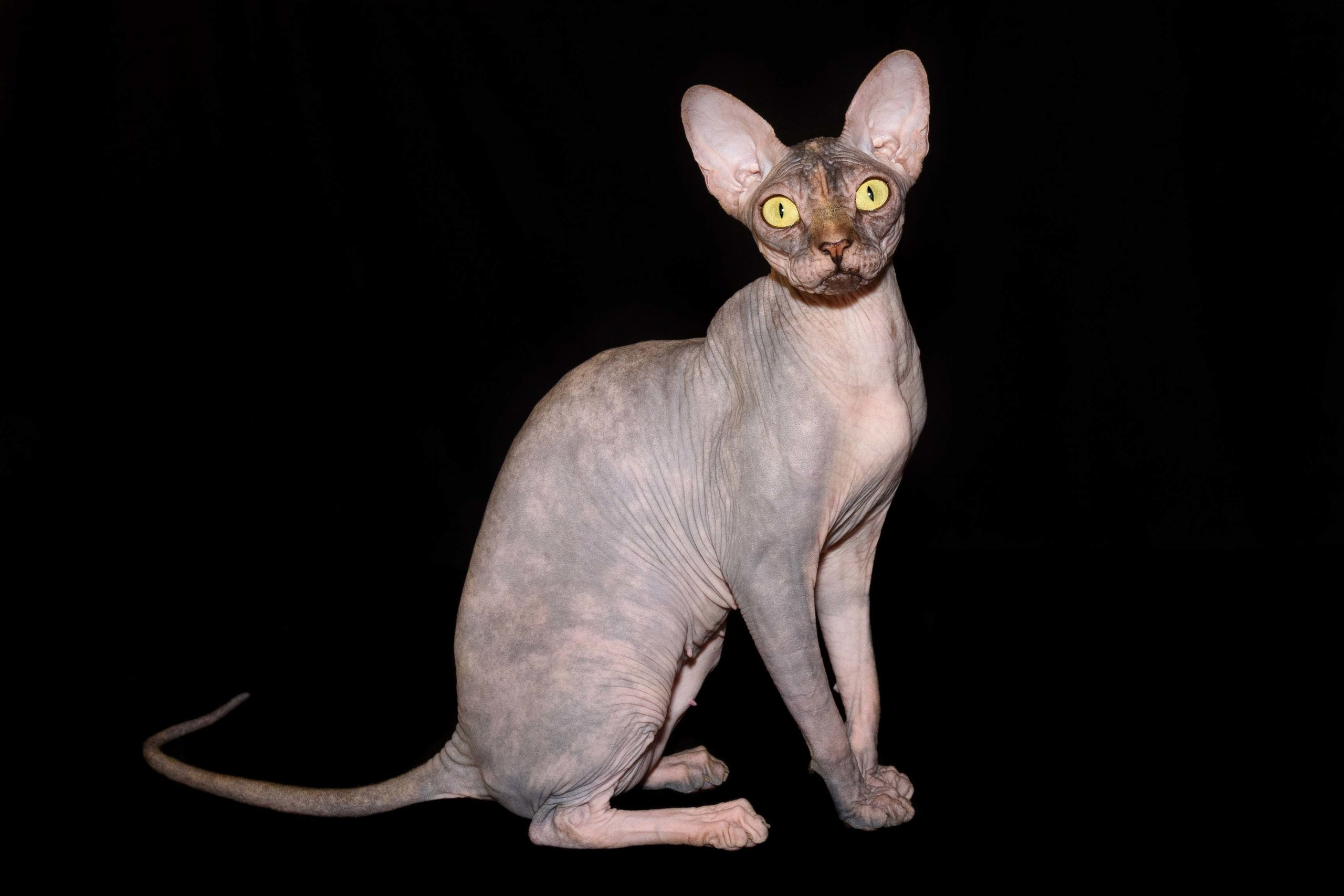 Our Queen - mother of our kittens - Joser D'akota. Εκτροφείο γάτες Σφίγγα στην Λεμεσό, Κύπρος