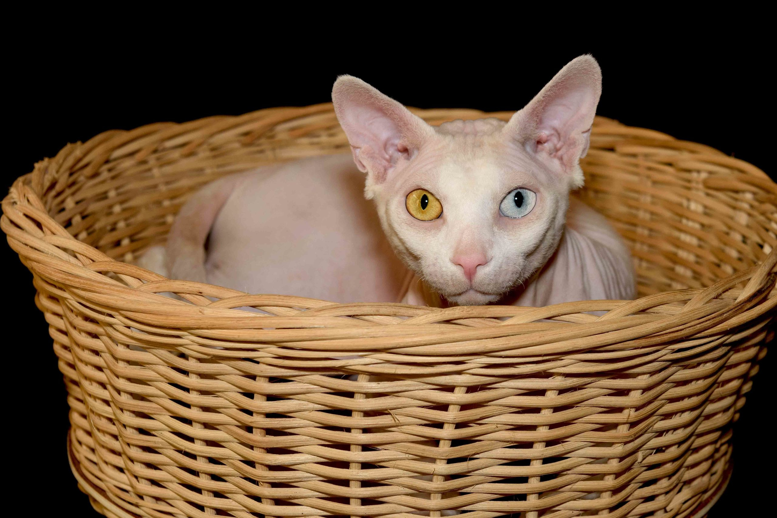 Our stud male - father of our kittens - Tulyn Glamour. A cattery of Canadian Sphynx breed, located in Limassol, Cyprus