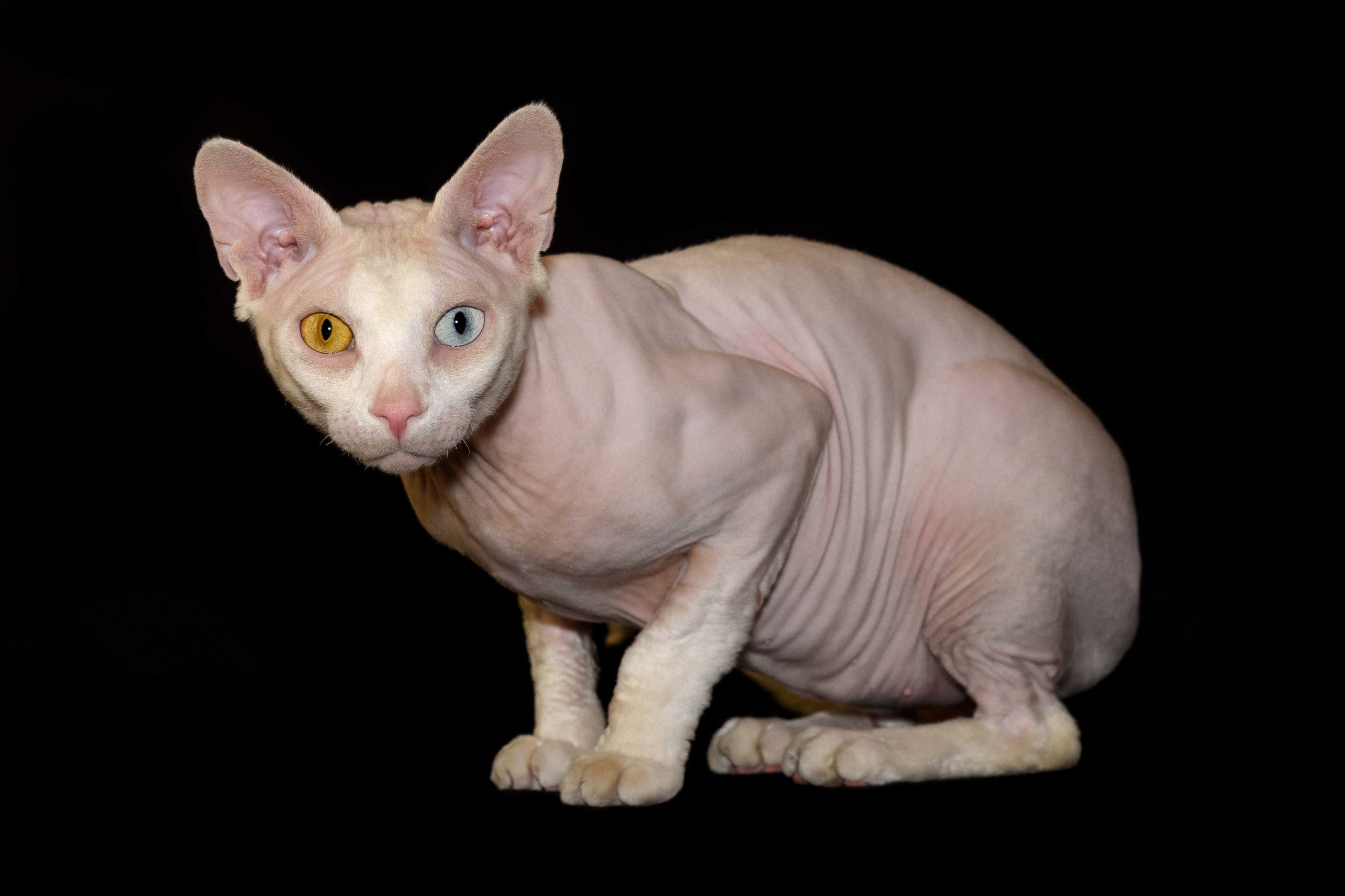 Our stud male - father of our kittens - Tulyn Glamour. A cattery of Canadian Sphynx breed, located in Limassol, Cyprus