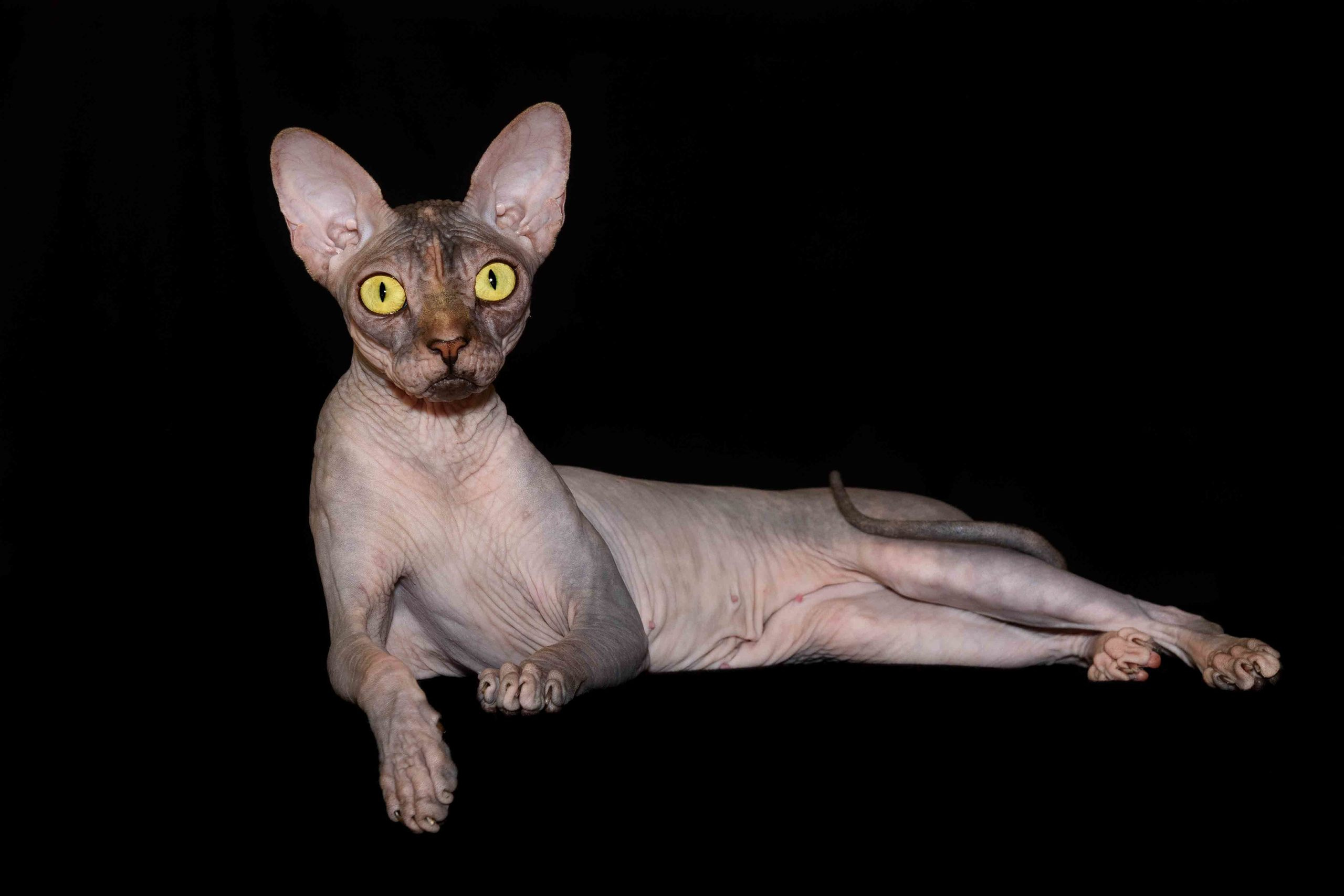 Our Queen - mother of our kittens - Joser D'akota. Εκτροφείο γάτες Σφίγγα στην Λεμεσό, Κύπρος