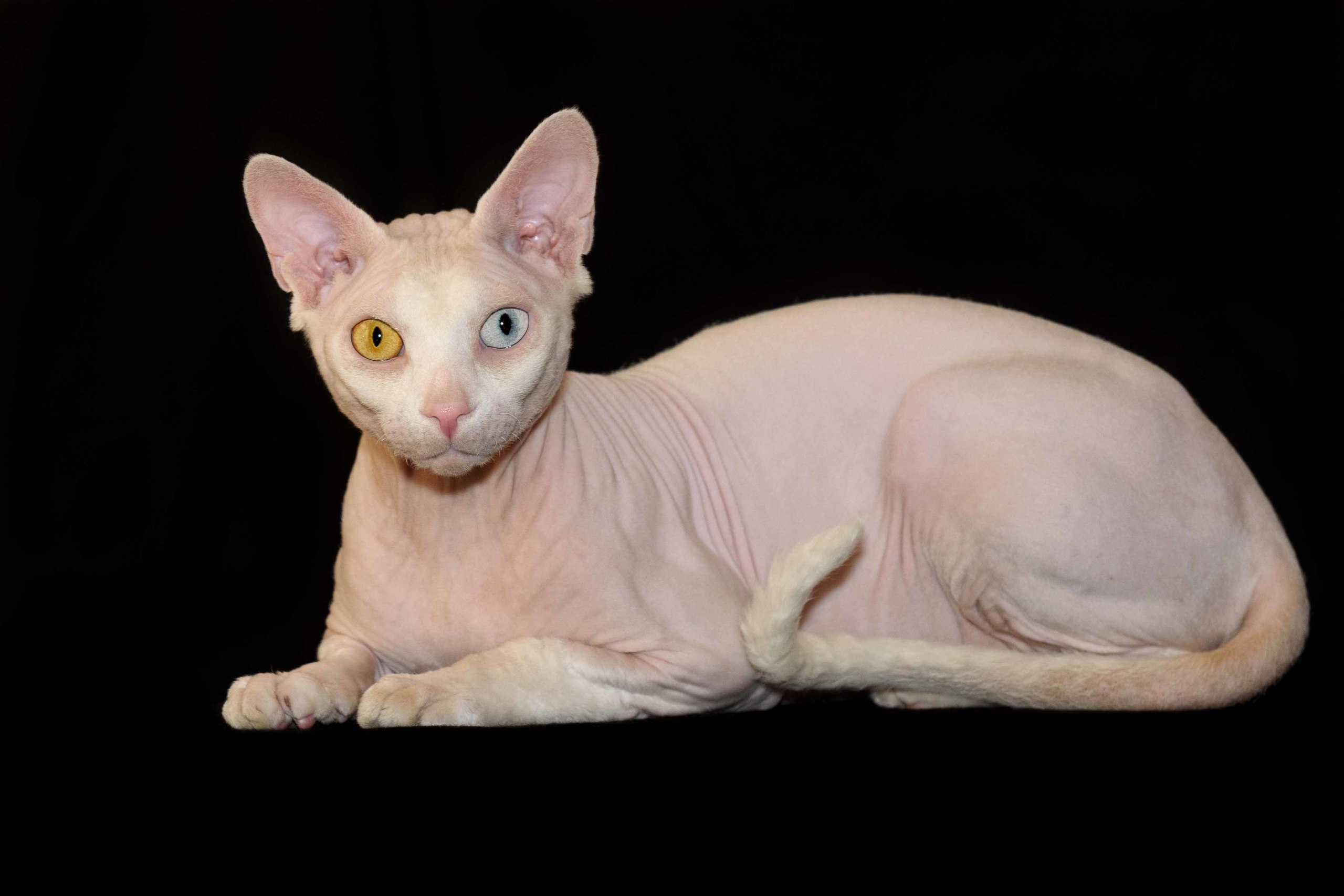 Our stud male - father of our kittens - Tulyn Glamour. A cattery of Canadian Sphynx breed, located in Limassol, Cyprus