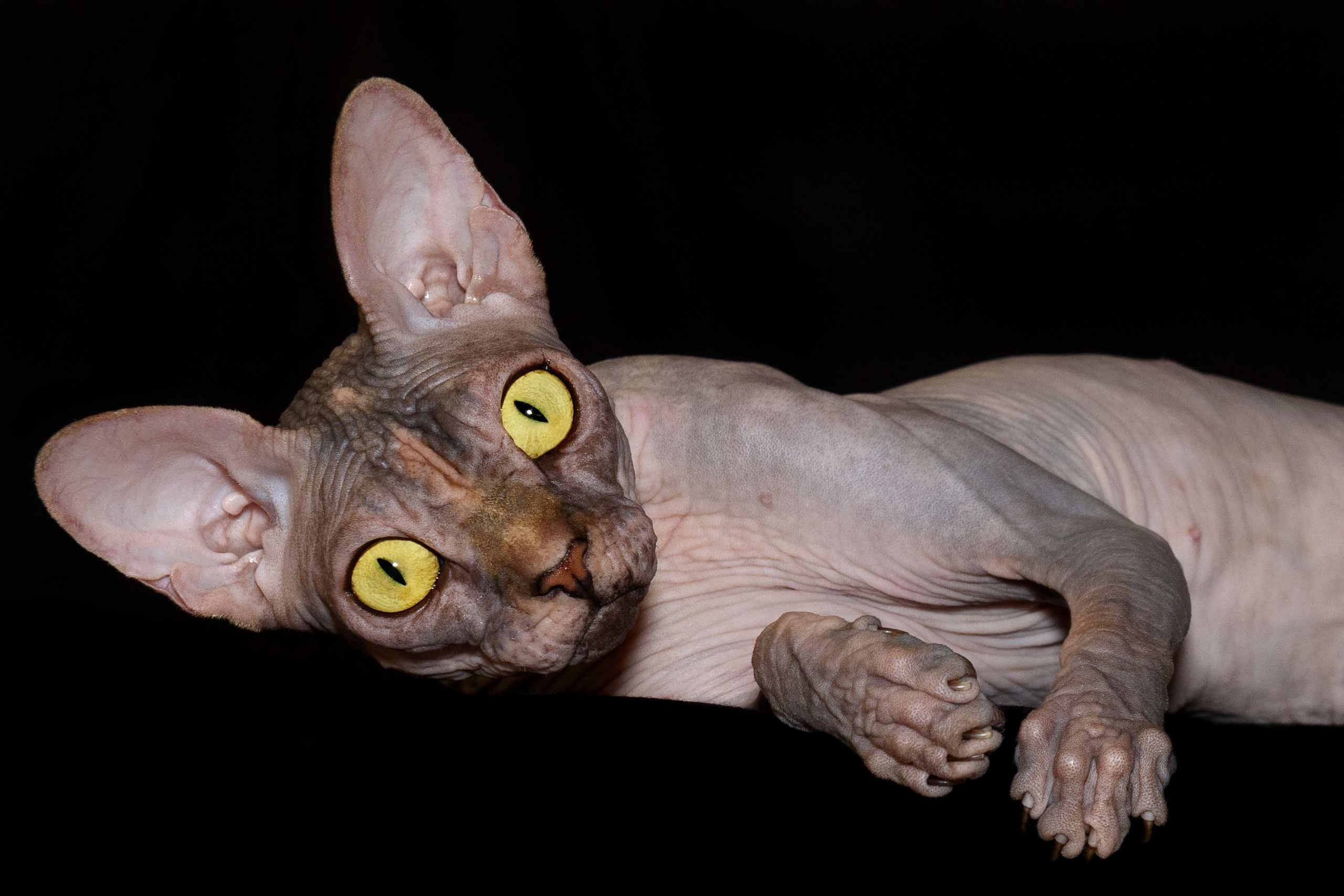 Our Queen - mother of our kittens - Joser D'akota. Εκτροφείο γάτες Σφίγγα στην Λεμεσό, Κύπρος