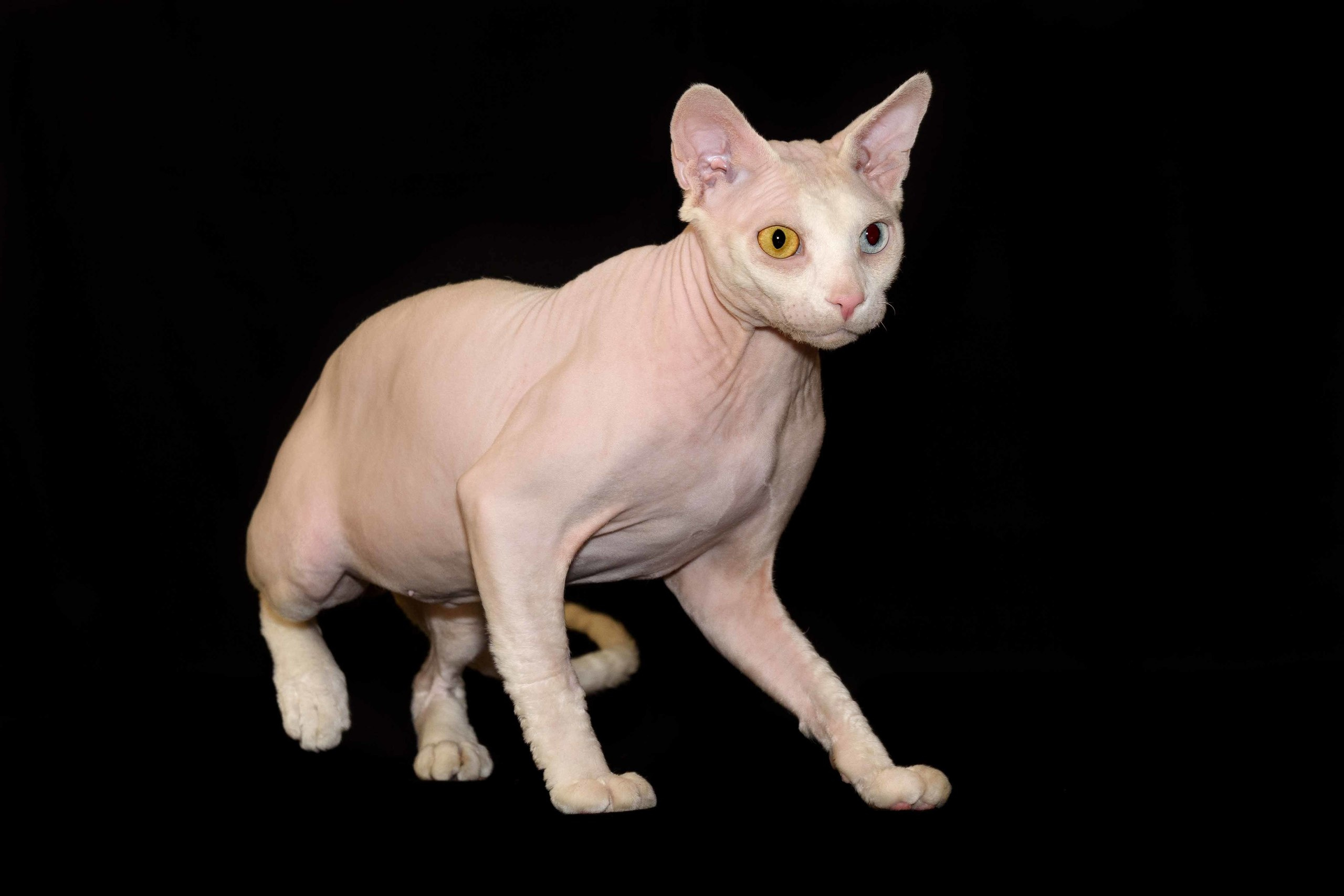 Our stud male - father of our kittens - Tulyn Glamour. A cattery of Canadian Sphynx breed, located in Limassol, Cyprus