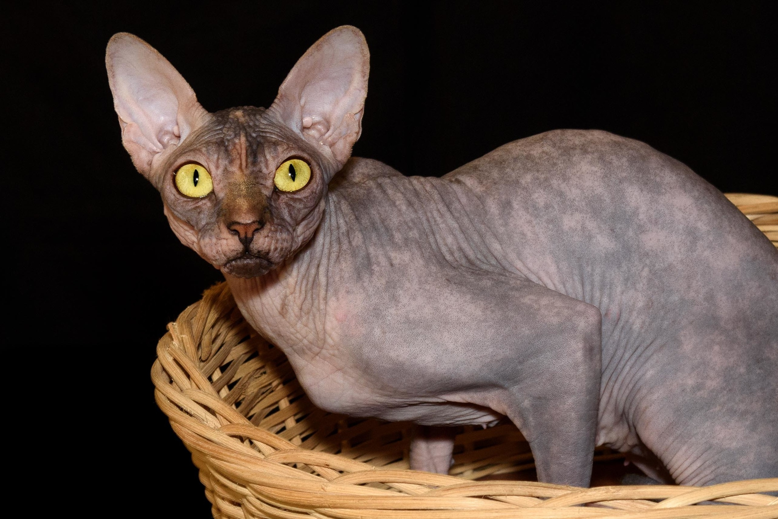 Our Queen - mother of our kittens - Joser D'akota. Εκτροφείο γάτες Σφίγγα στην Λεμεσό, Κύπρος