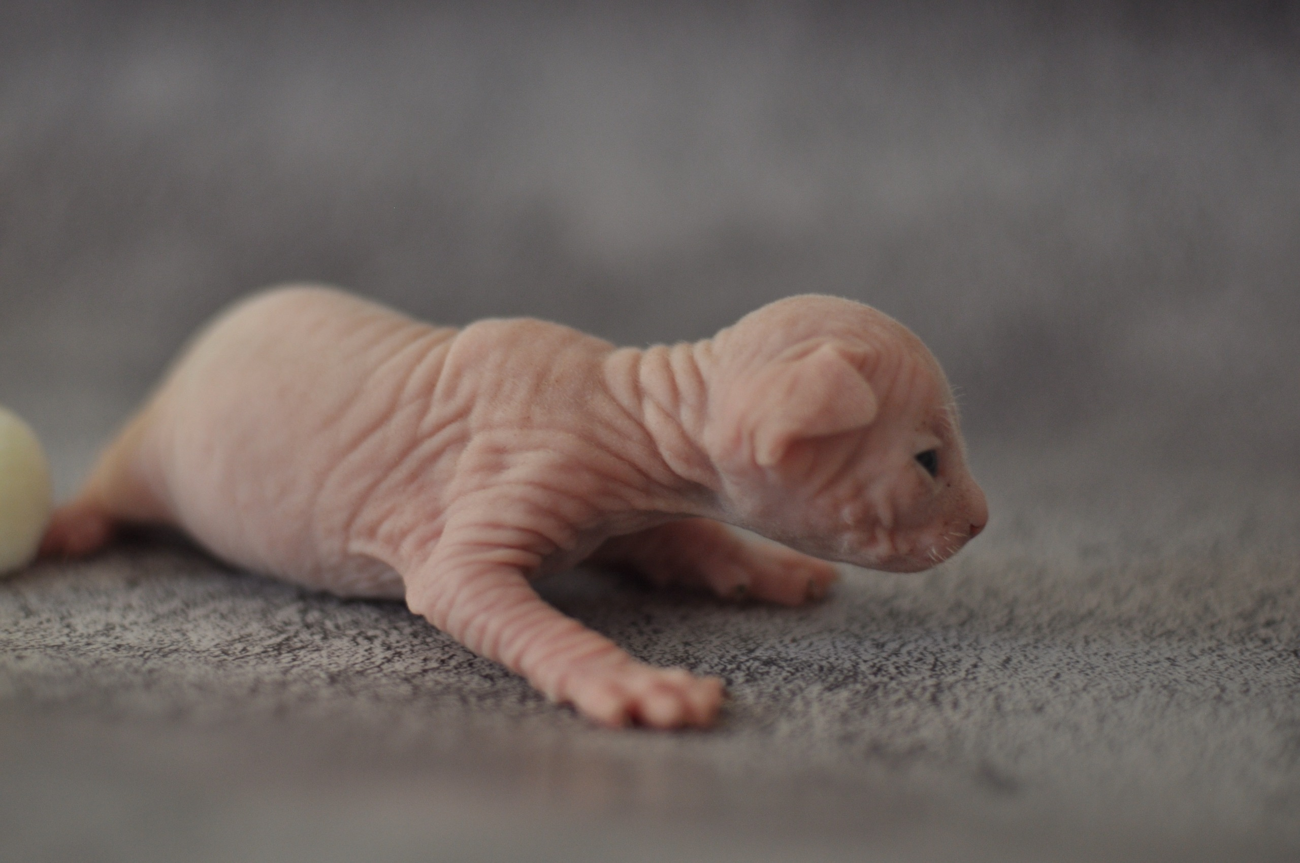 Our kittens. A cattery of Canadian Sphynx breed, located in Limassol, Cyprus