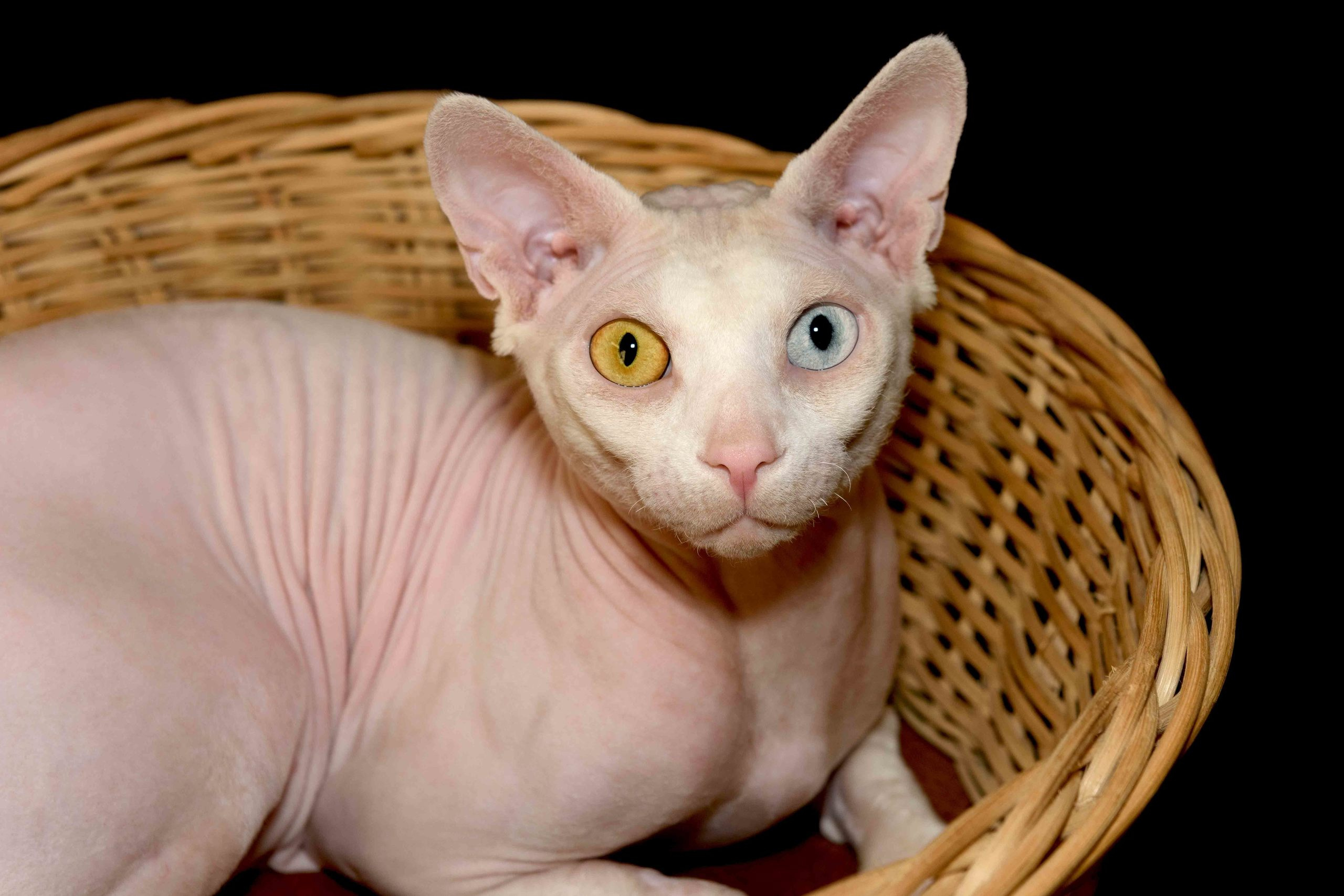 Our stud male - father of our kittens - Tulyn Glamour. A cattery of Canadian Sphynx breed, located in Limassol, Cyprus
