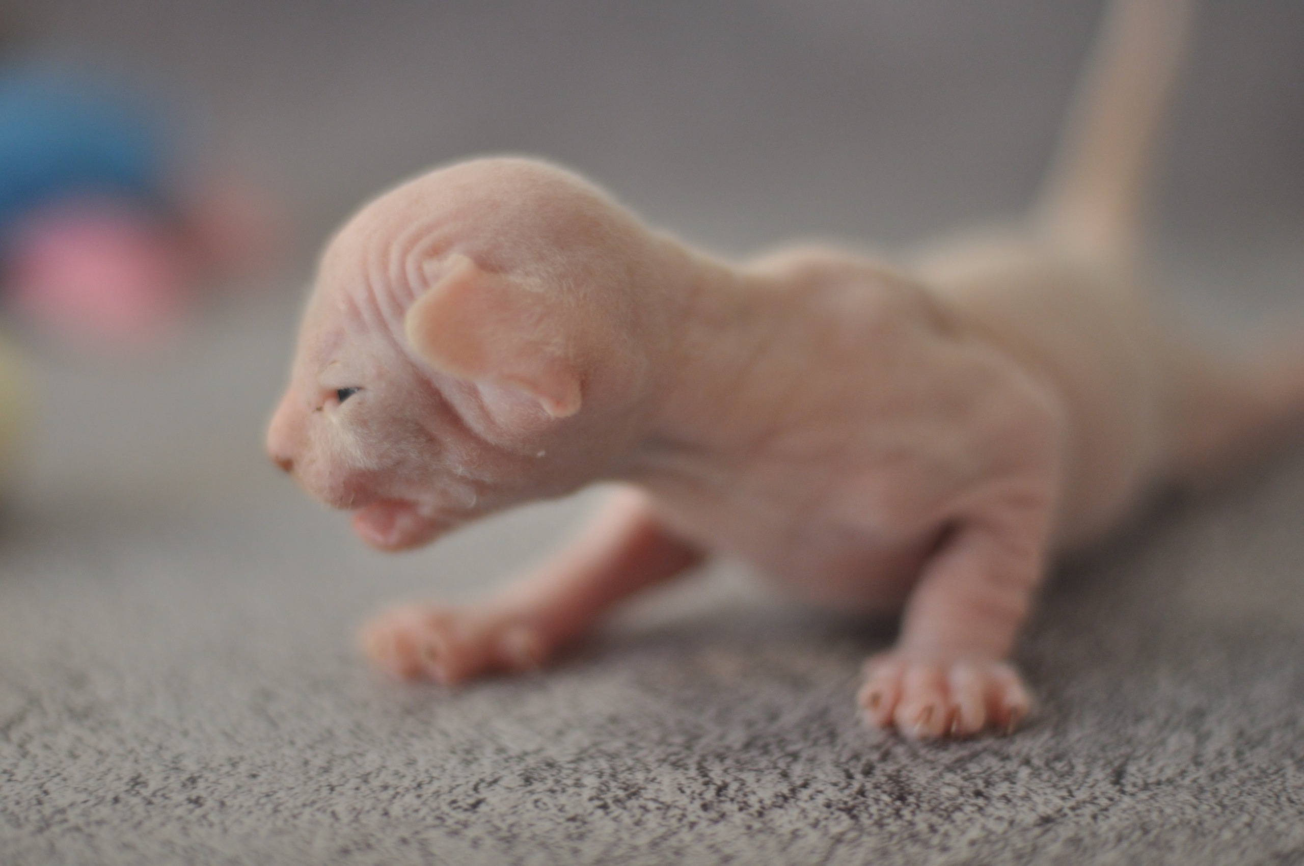 Our kittens. A cattery of Canadian Sphynx breed, located in Limassol, Cyprus