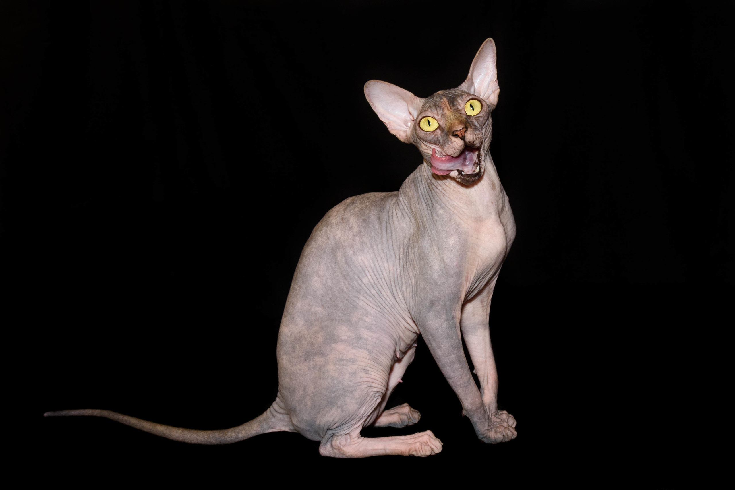 Our Queen - mother of our kittens - Joser D'akota. Εκτροφείο γάτες Σφίγγα στην Λεμεσό, Κύπρος