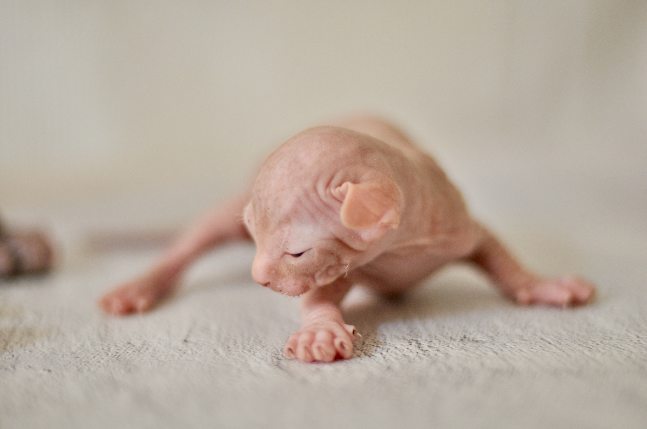 Our kittens. A cattery of Canadian Sphynx breed, located in Limassol, Cyprus