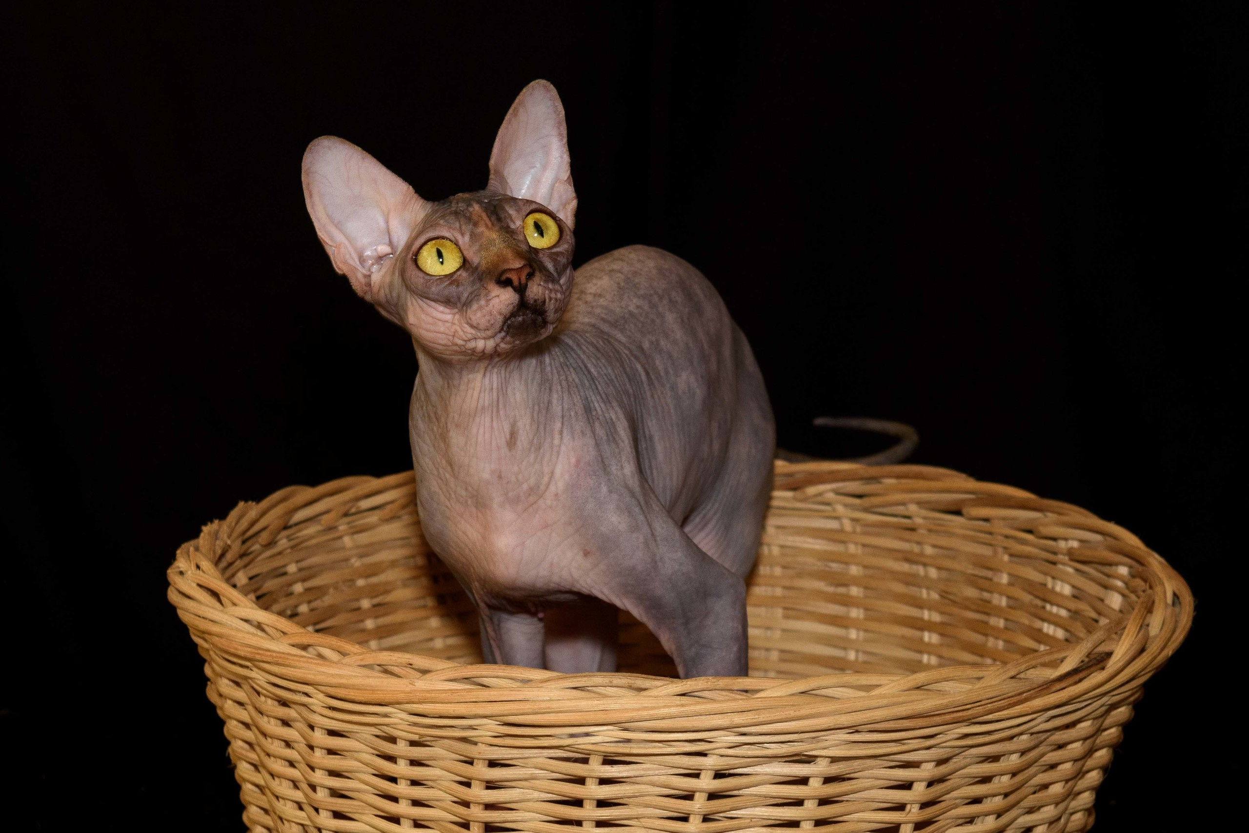 Our Queen - mother of our kittens - Joser D'akota. Εκτροφείο γάτες Σφίγγα στην Λεμεσό, Κύπρος