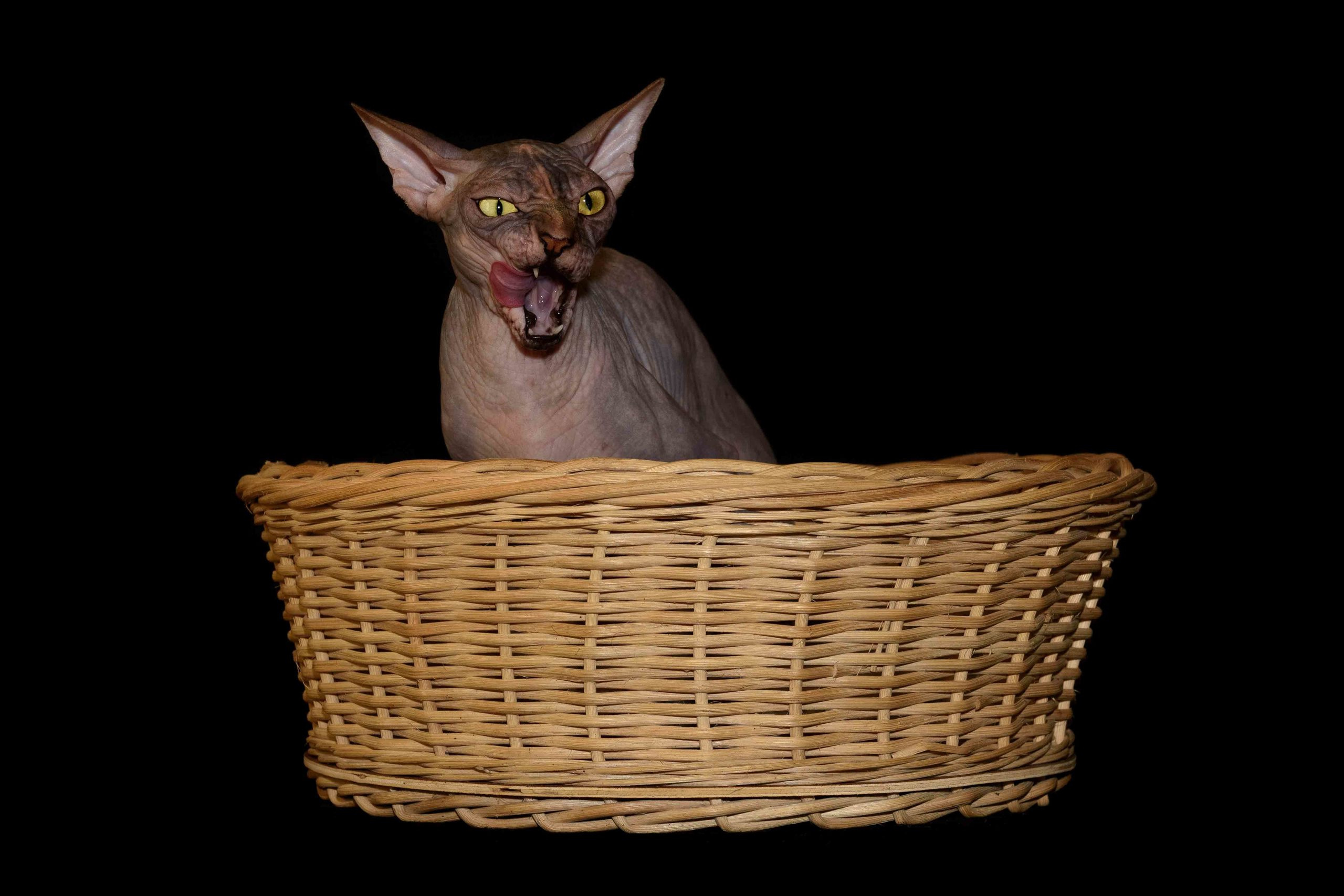 Our Queen - mother of our kittens - Joser D'akota. Εκτροφείο γάτες Σφίγγα στην Λεμεσό, Κύπρος