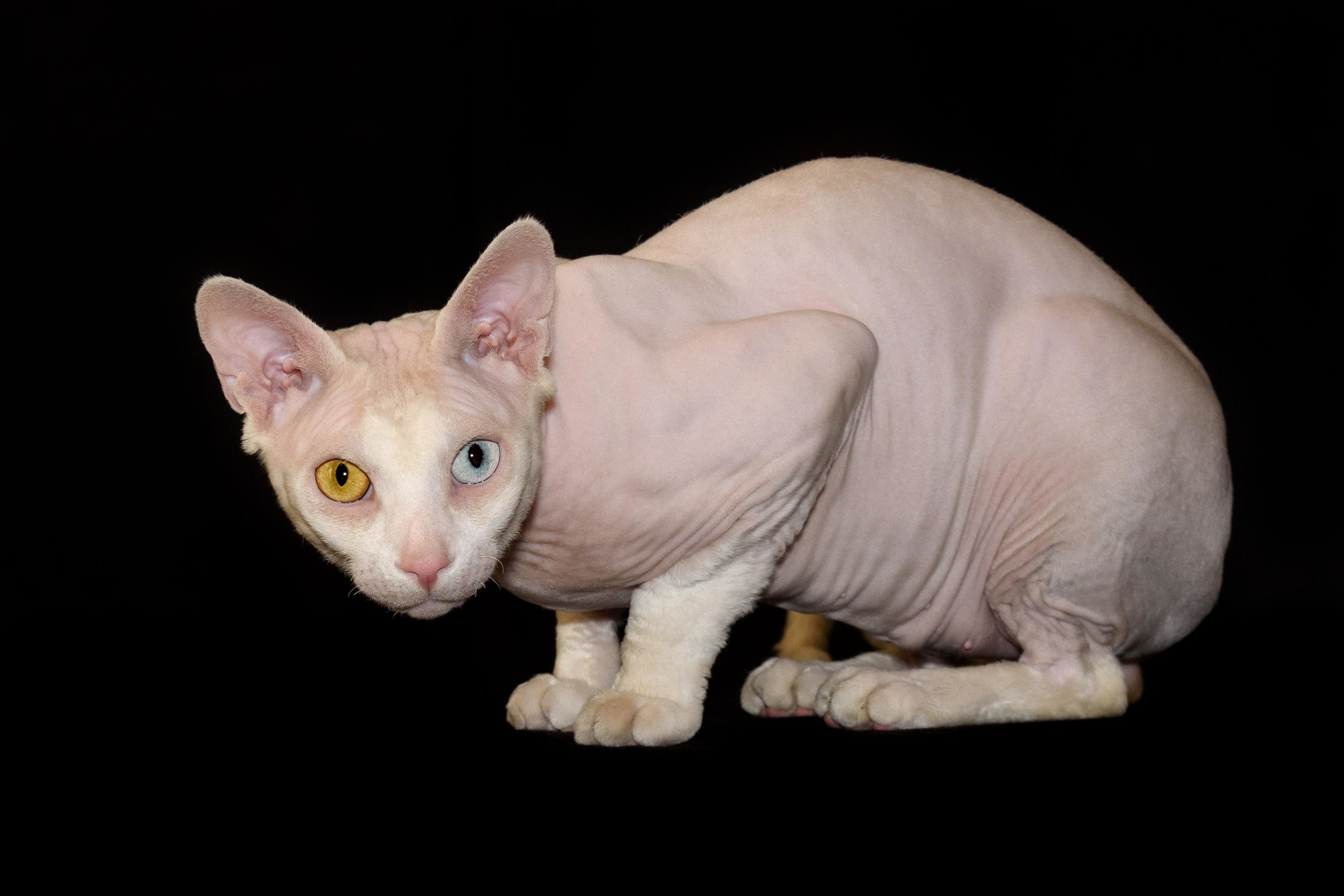 Our stud male - father of our kittens - Tulyn Glamour. A cattery of Canadian Sphynx breed, located in Limassol, Cyprus