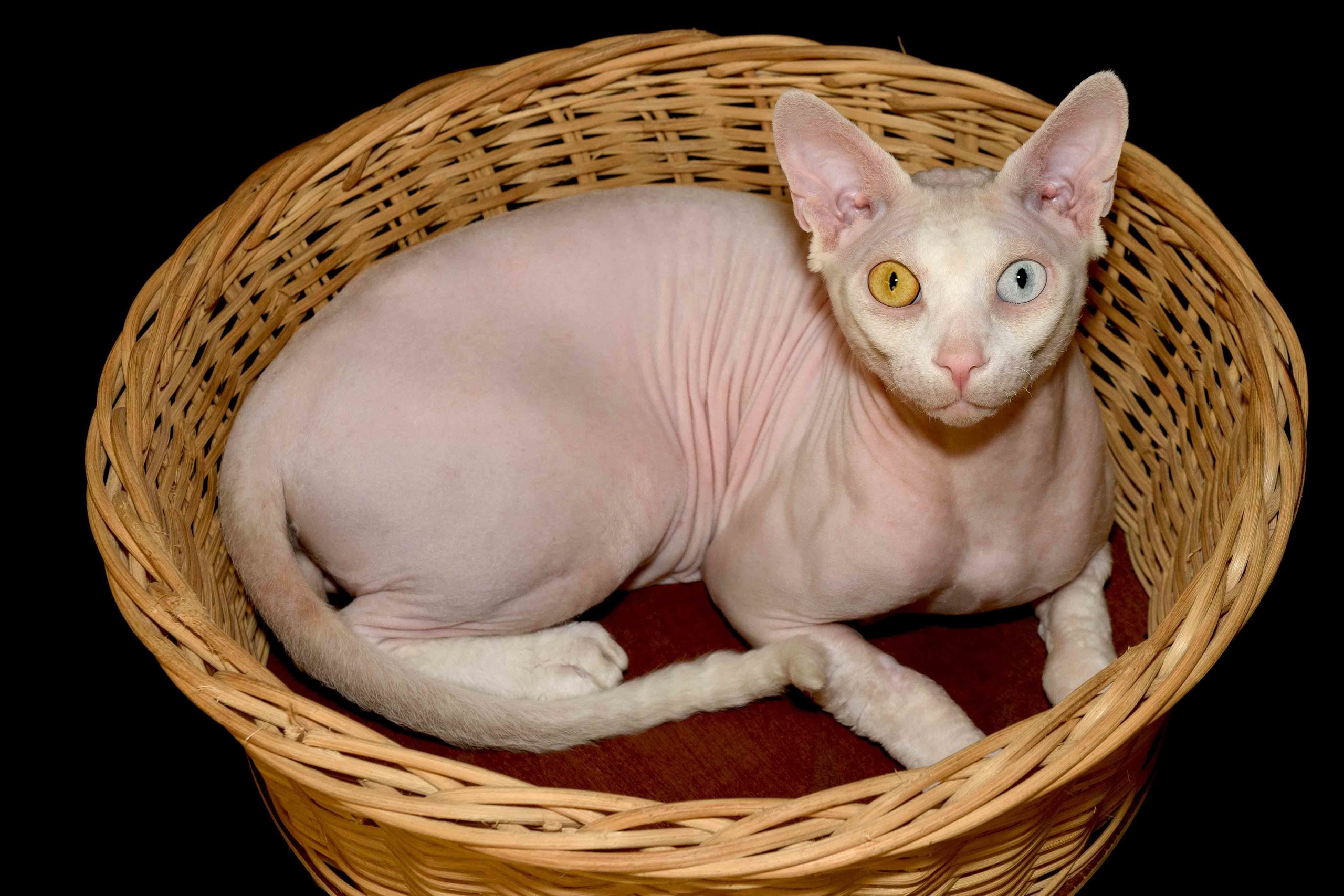 Our stud male - father of our kittens - Tulyn Glamour. A cattery of Canadian Sphynx breed, located in Limassol, Cyprus
