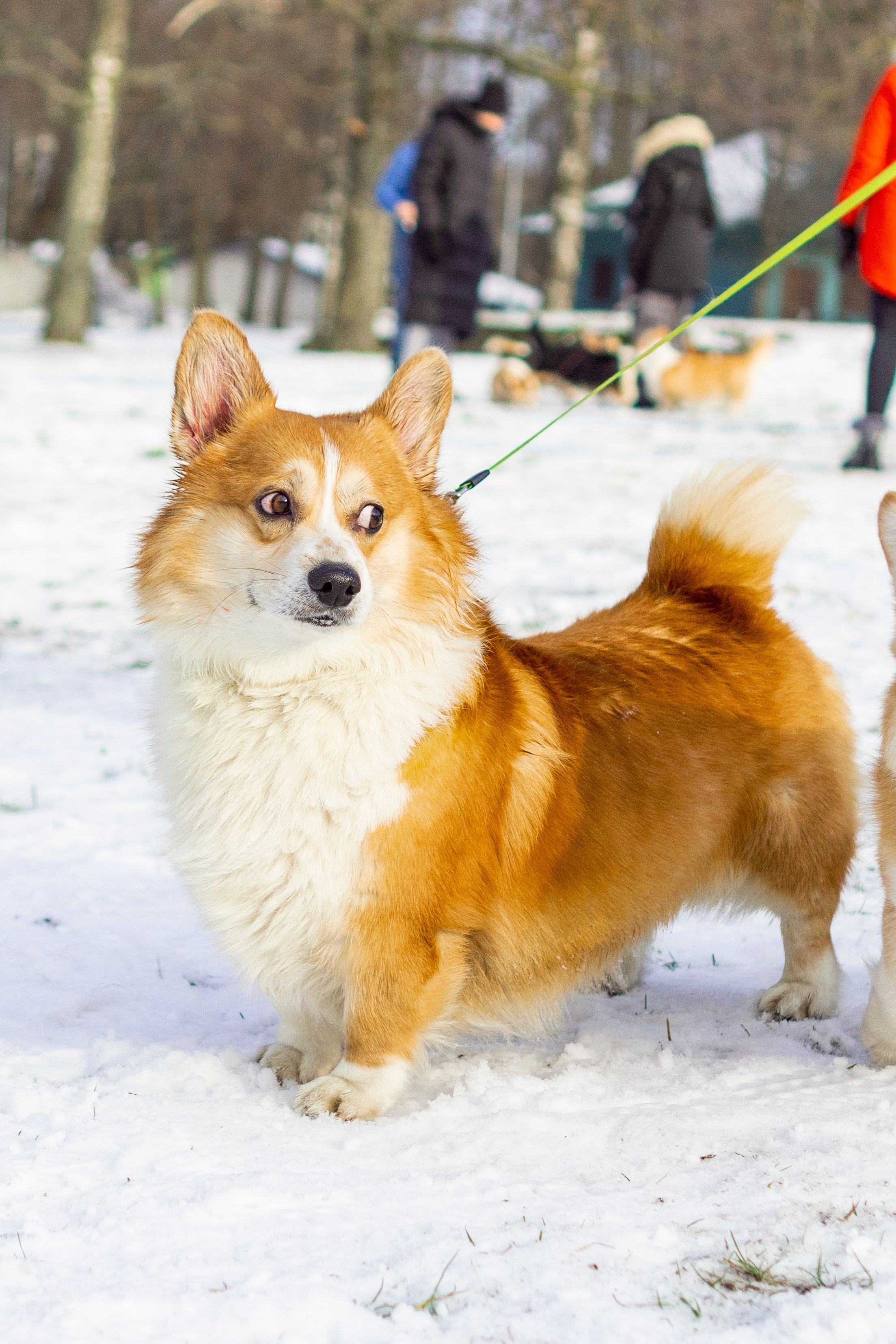 Corgi party, 23 feb. 2025. Kat Laisaar — Pet photographer in Tallinn