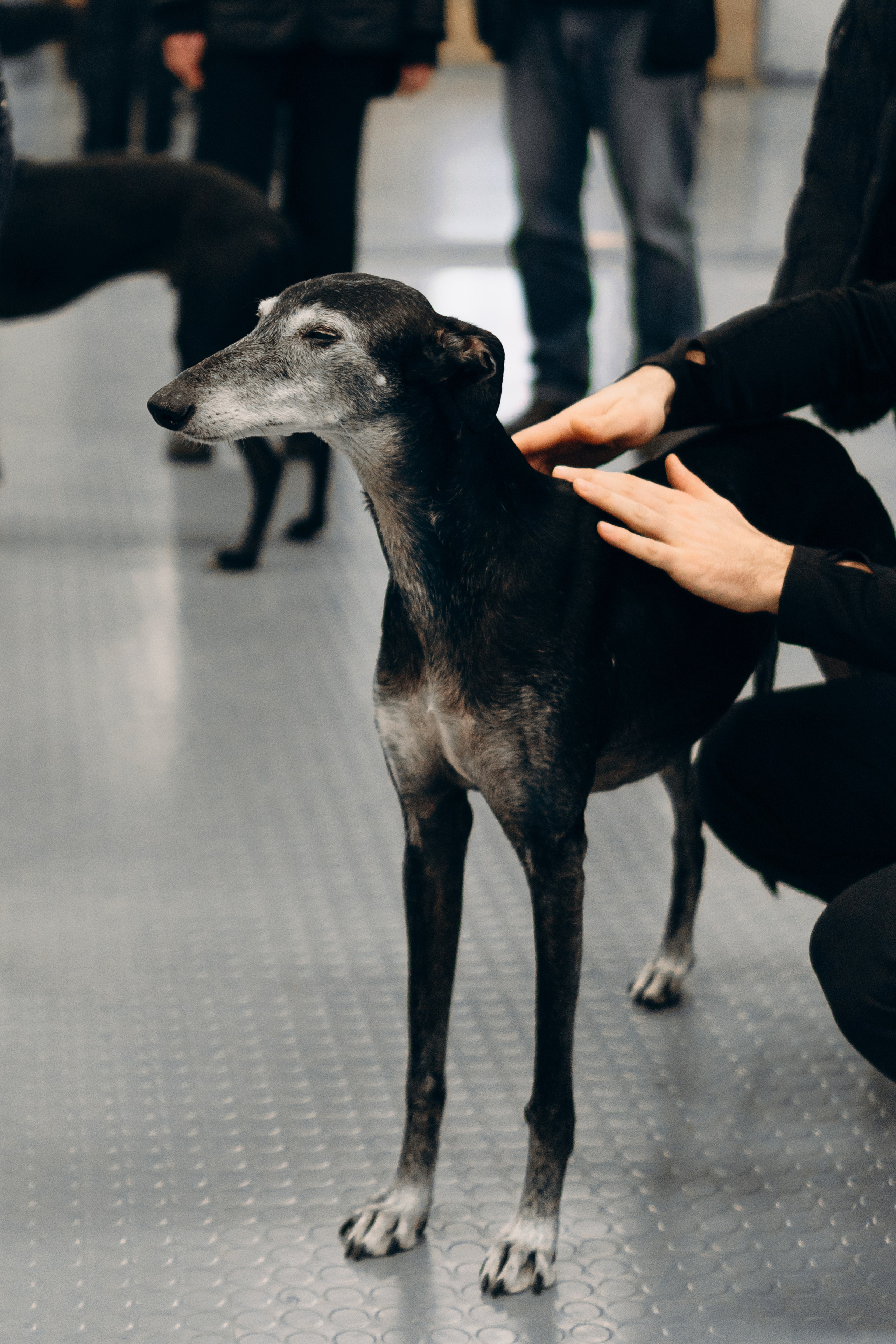 GalgoTreff / PetCity Rannamõisa, 13 apr. 2025. Kat Laisaar — Pet photographer in Tallinn