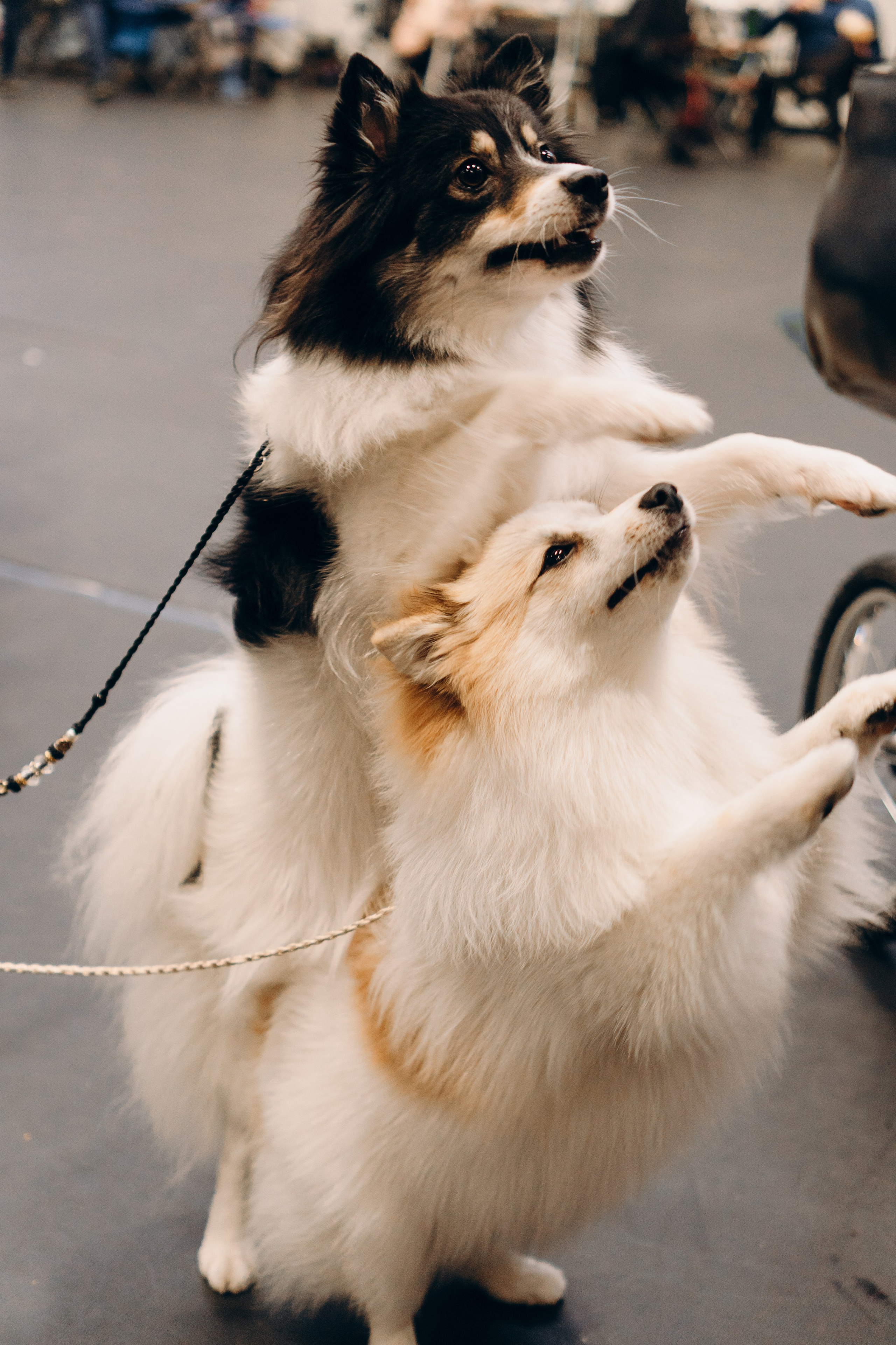 Pärnu dog weekend photo report. Kat Laisaar — Pet photographer in Tallinn