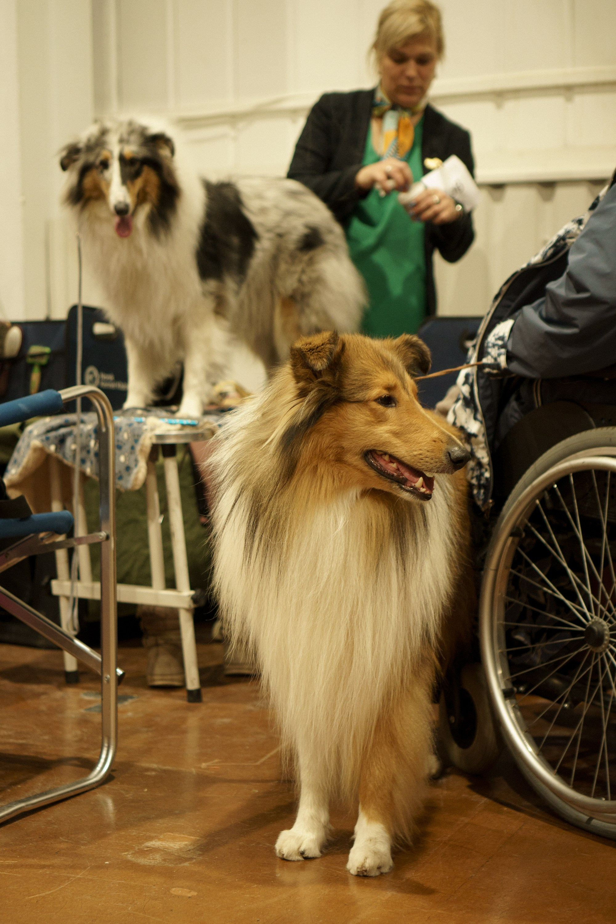 Tartu International Dog Show. Kat Laisaar — Pet photographer in Tallinn