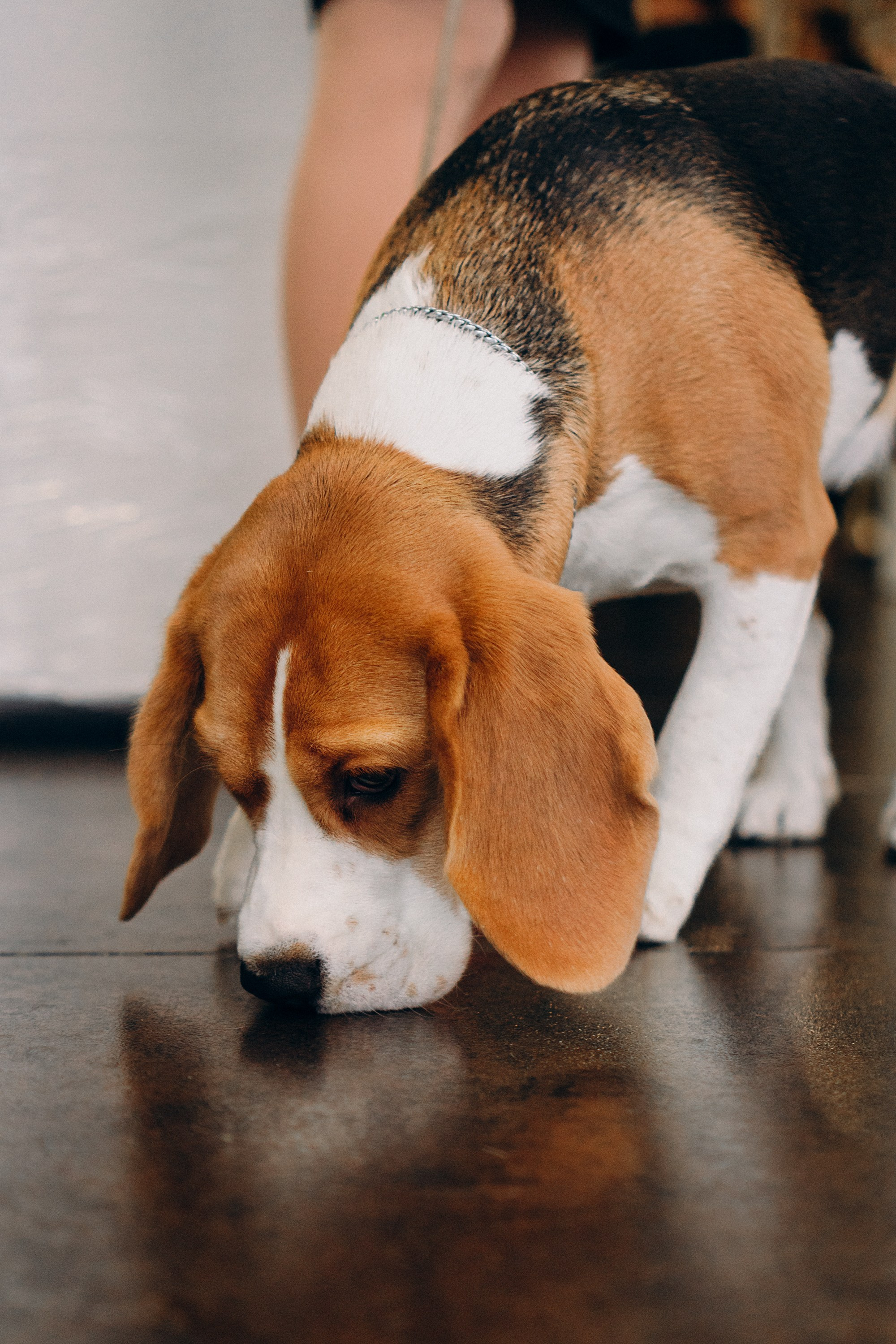 Luure & Cascada. Kat Laisaar — Pet photographer in Tallinn