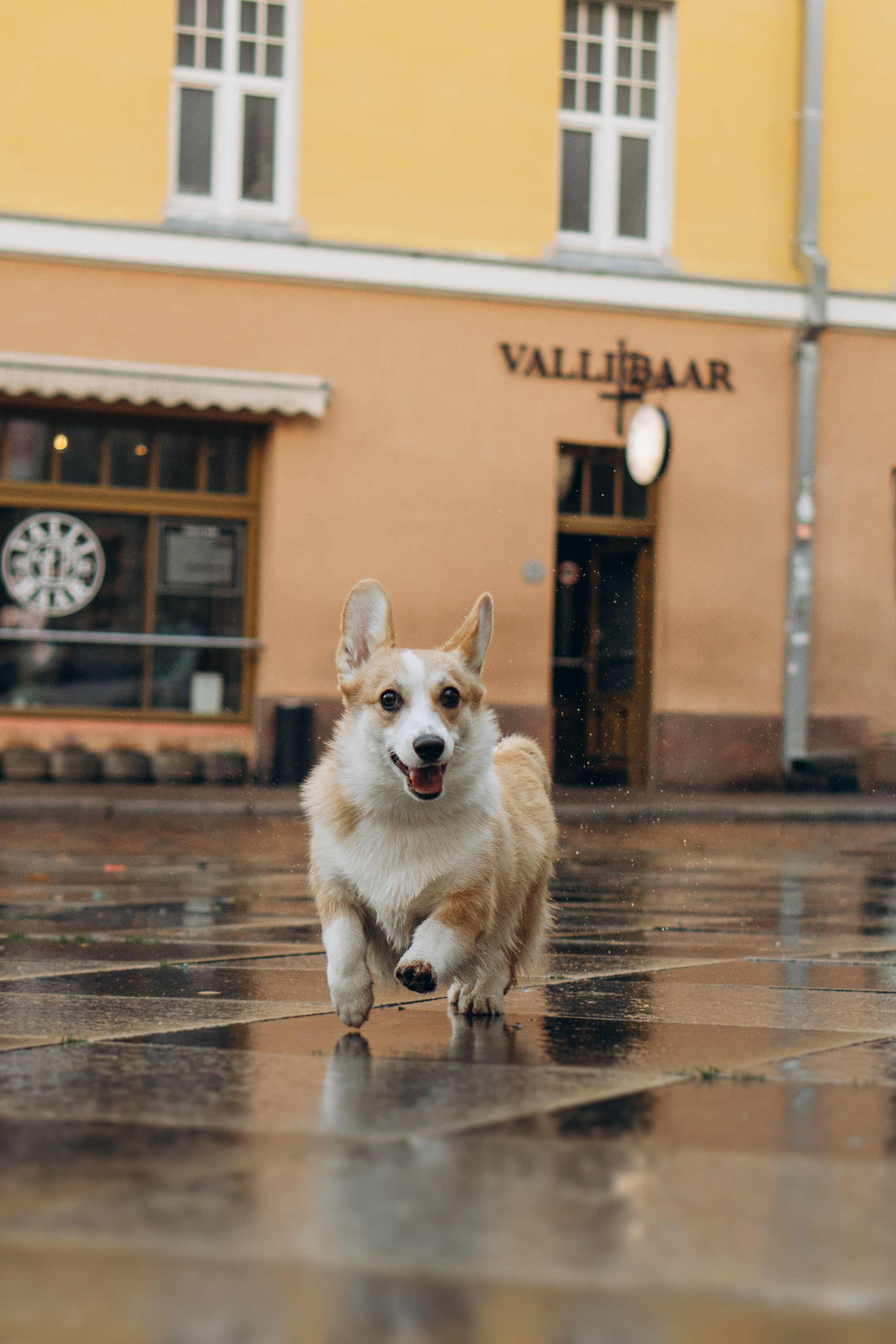 Maarika, Jegor and their Luna, Pembroke Welsh Corgi. Kat Laisaar — Pet photographer in Tallinn