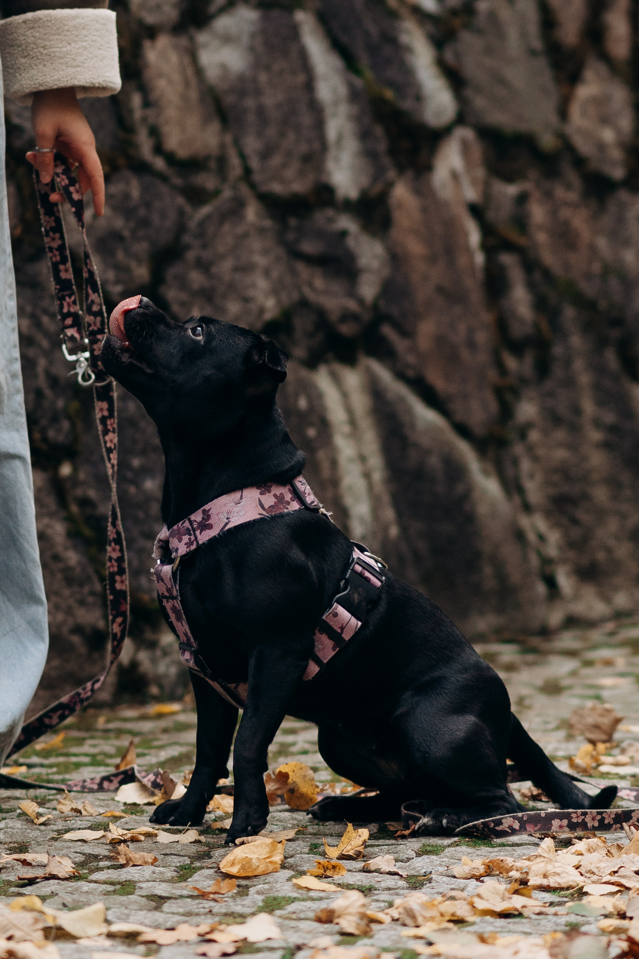 Staffordshire Bull Terriers Meetup. Kat Laisaar — Pet photographer in Tallinn