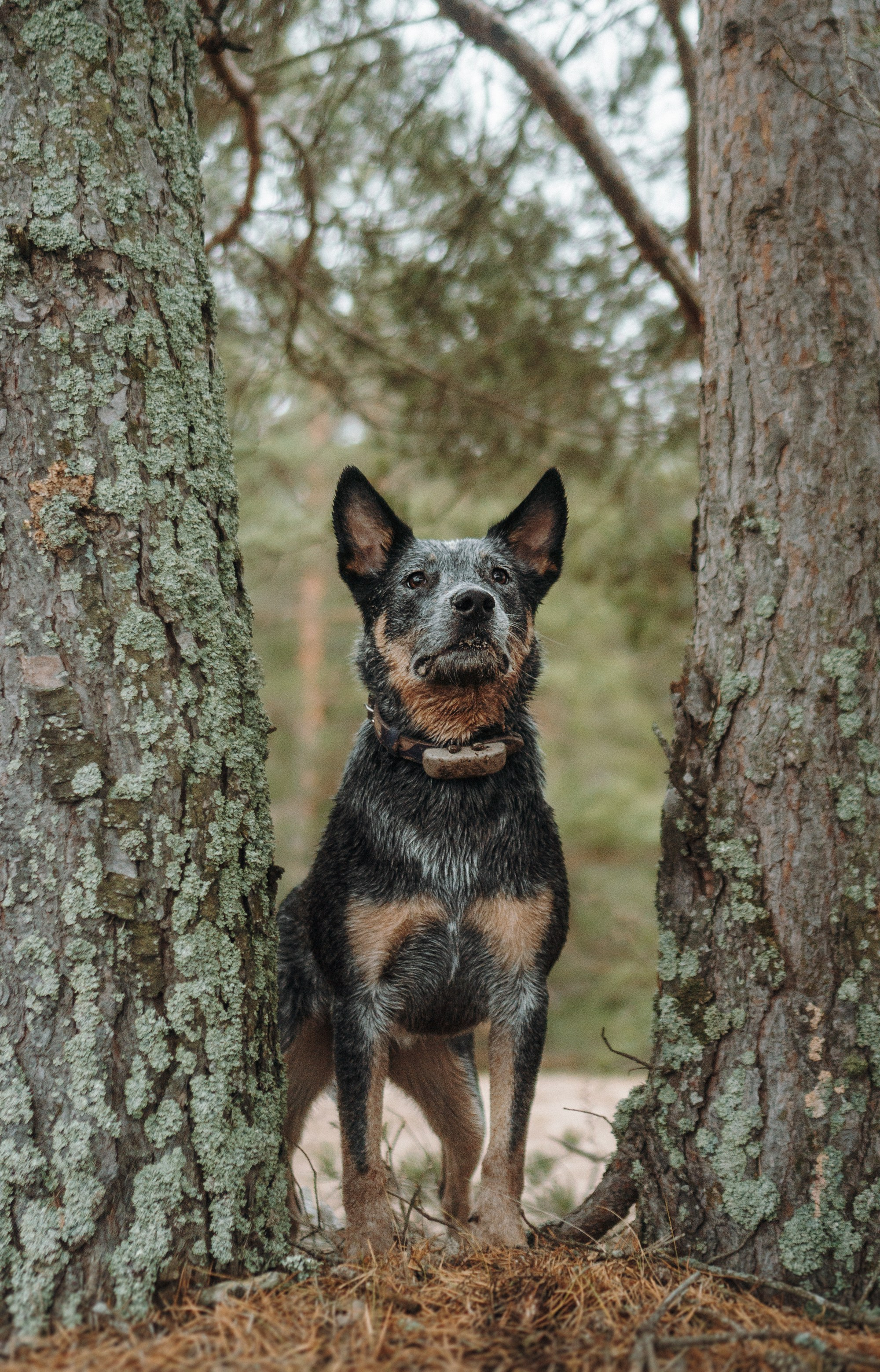 Polina and her Dakota, Australian Cattle Dog. Kat Laisaar — Pet photographer in Tallinn