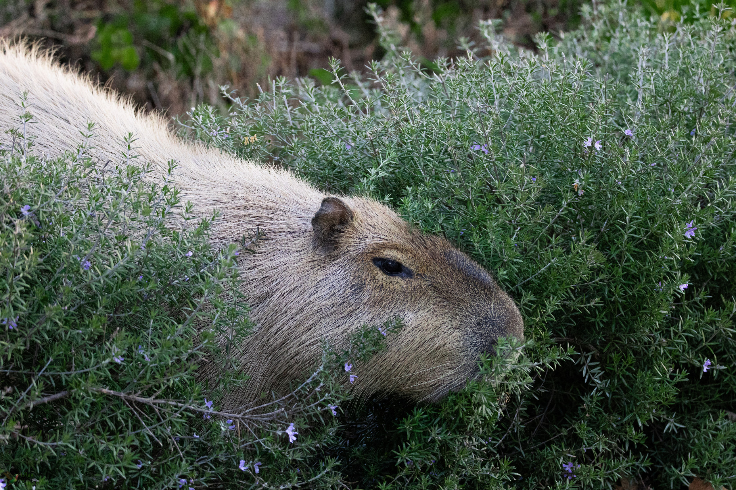 WildLife. Фотограф в Буэнос-Айресе