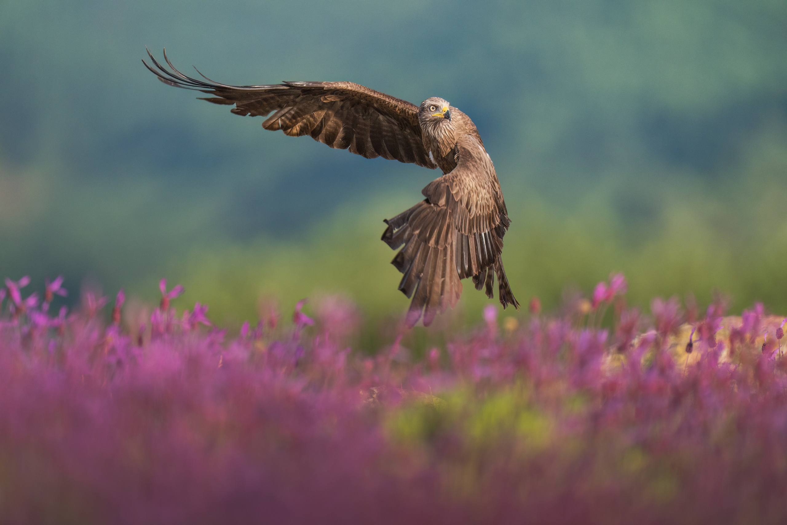 GALLERY. Fine art wildlife photographer Alexandra Surkova