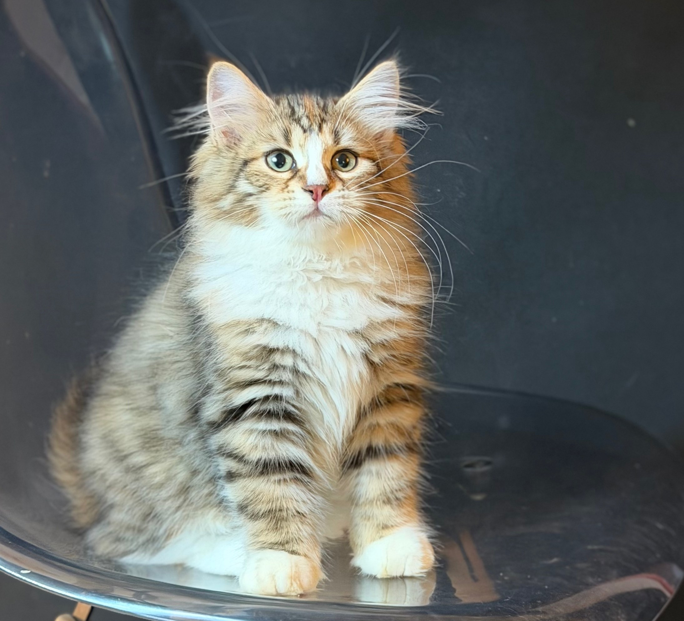 Eliza. LEMON GREEN SIBERIANS 香港西伯利亞貓舍