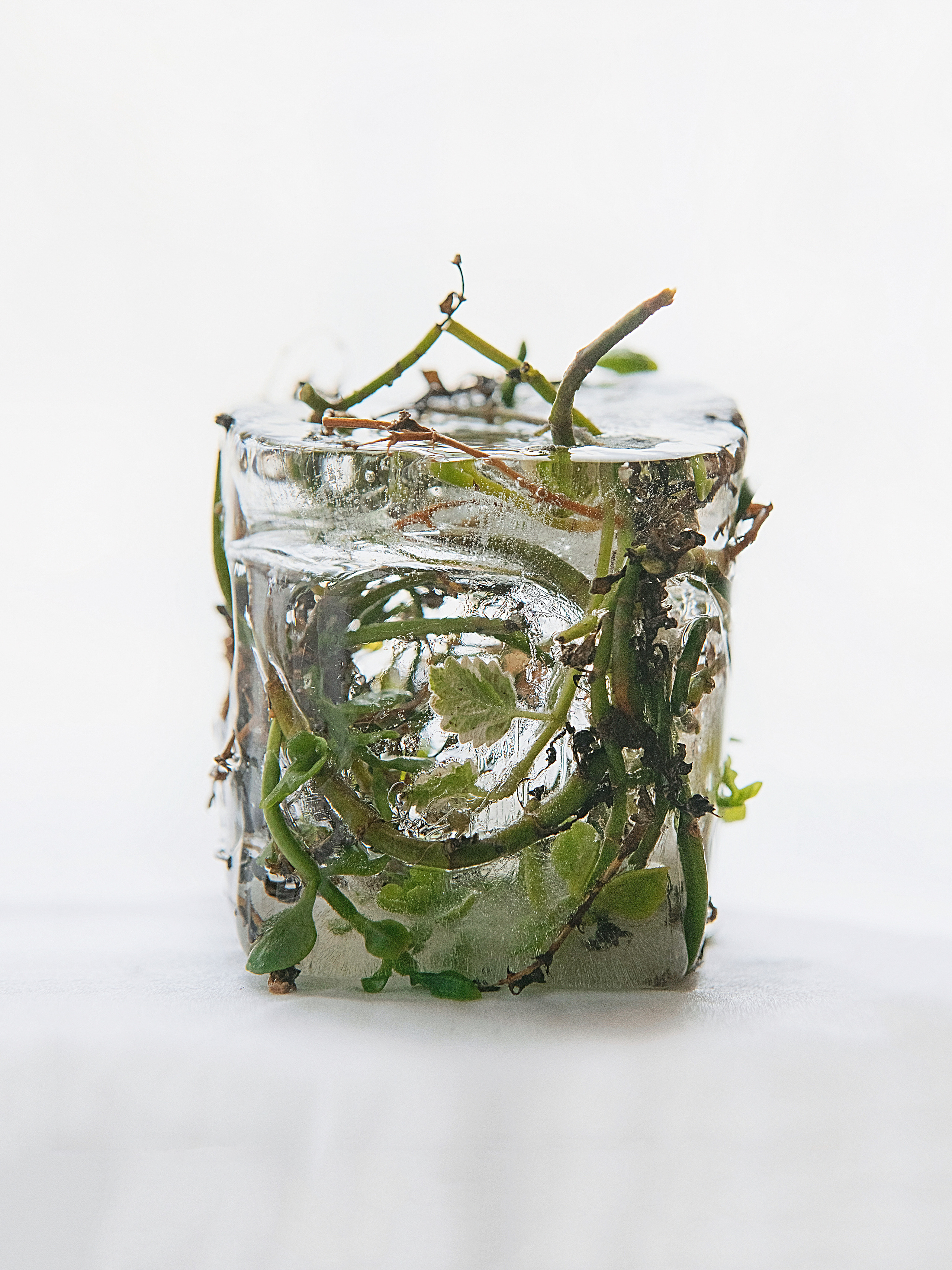 FROZEN NATURE. Anastasiia Antoniuk portrait, family and couple photographer, Portugal