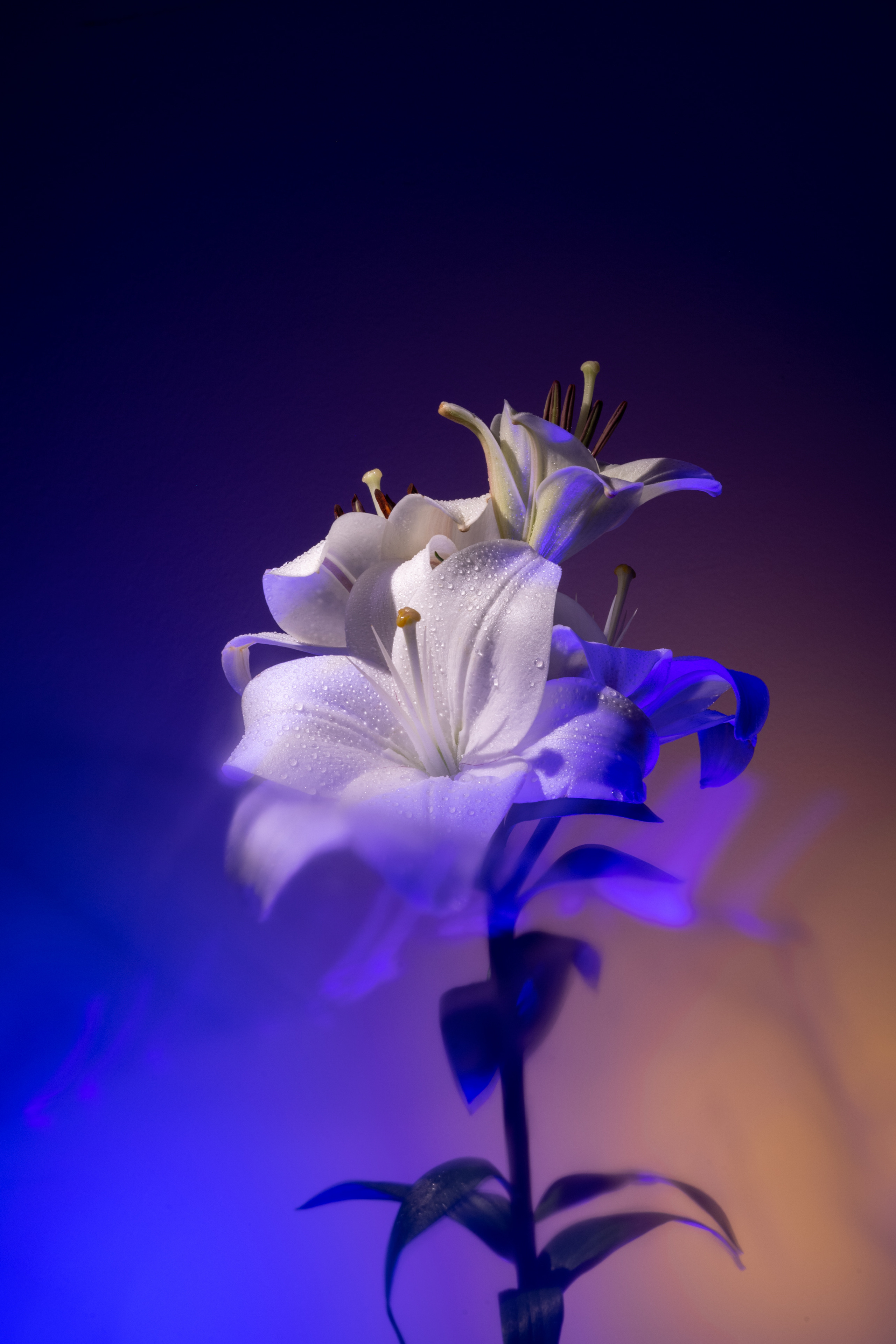FLOWERS. Anastasiia Antoniuk portrait, family and couple photographer, Portugal